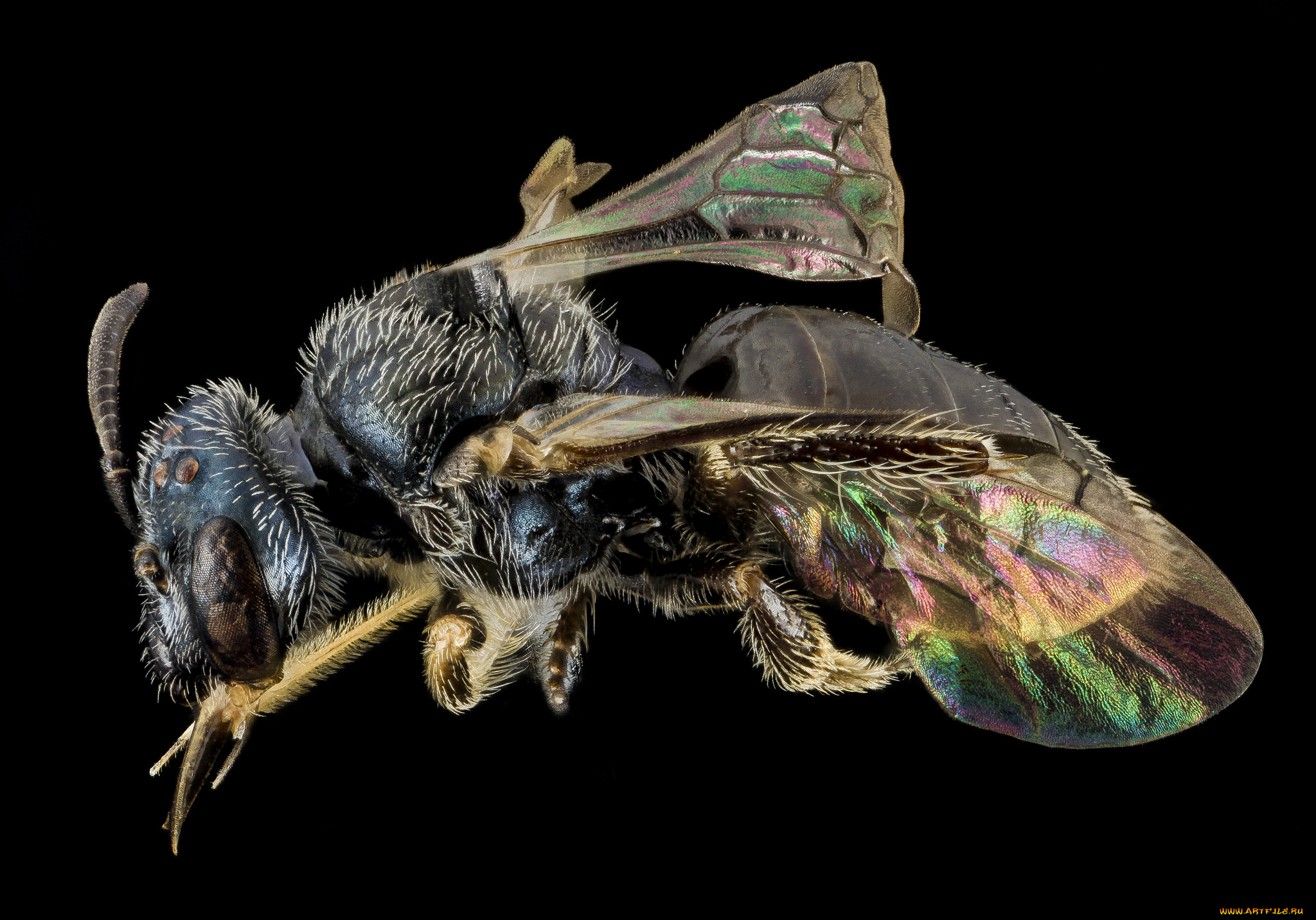 животные, насекомые, макросъемка, насекомое