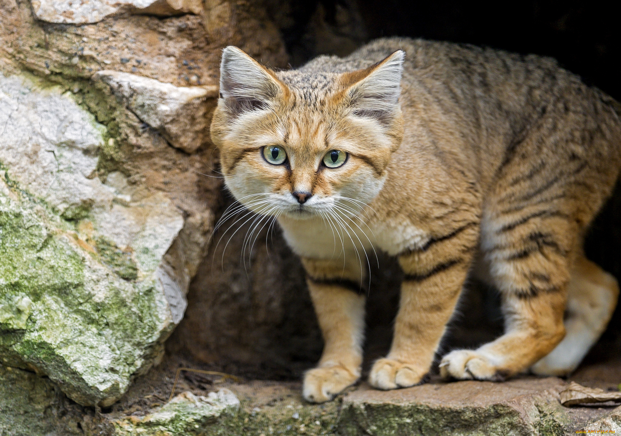 животные, дикие, кошки, песчаный, кот