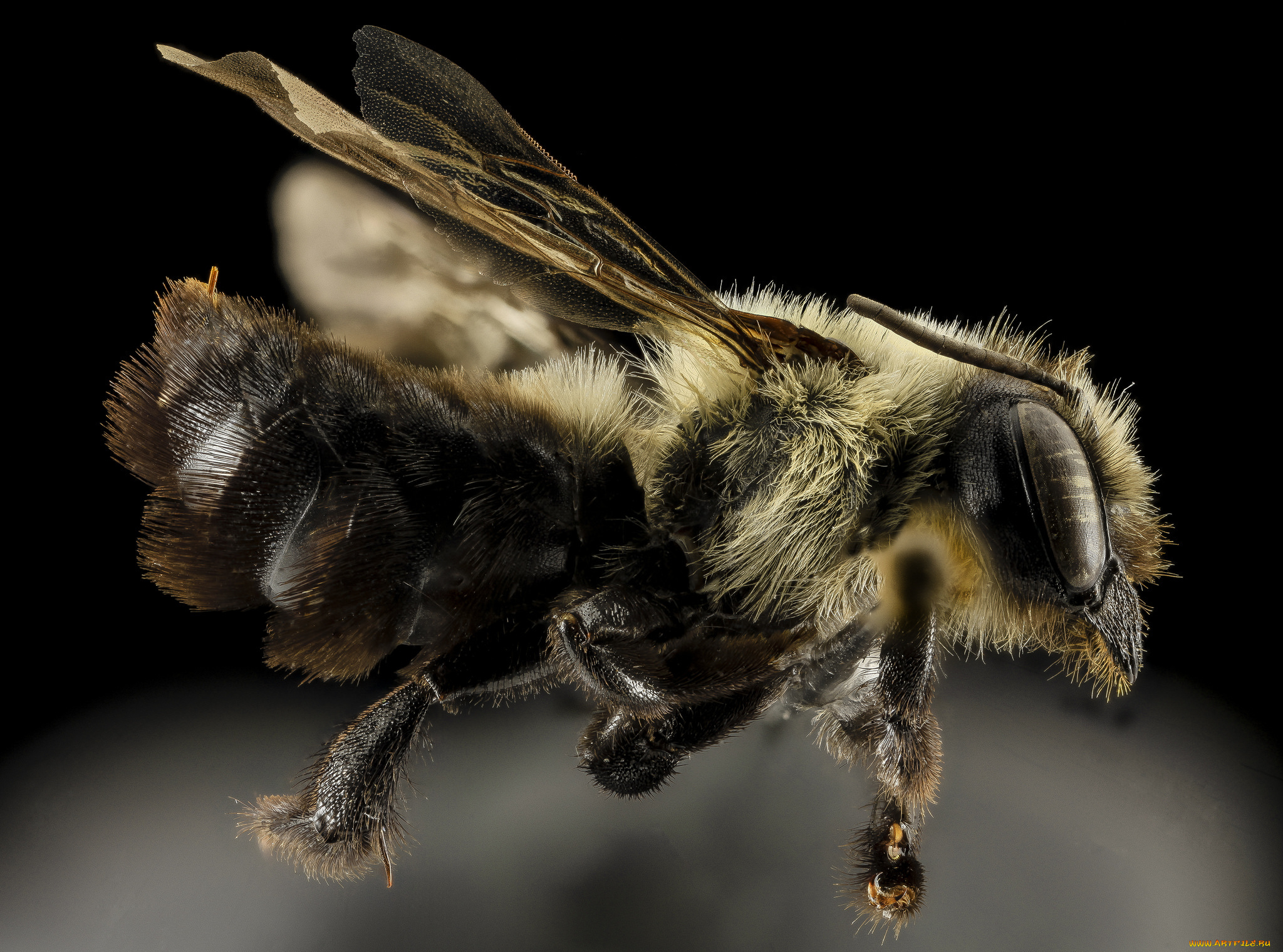 животные, пчелы, , осы, , шмели, макросъемка, насекомое