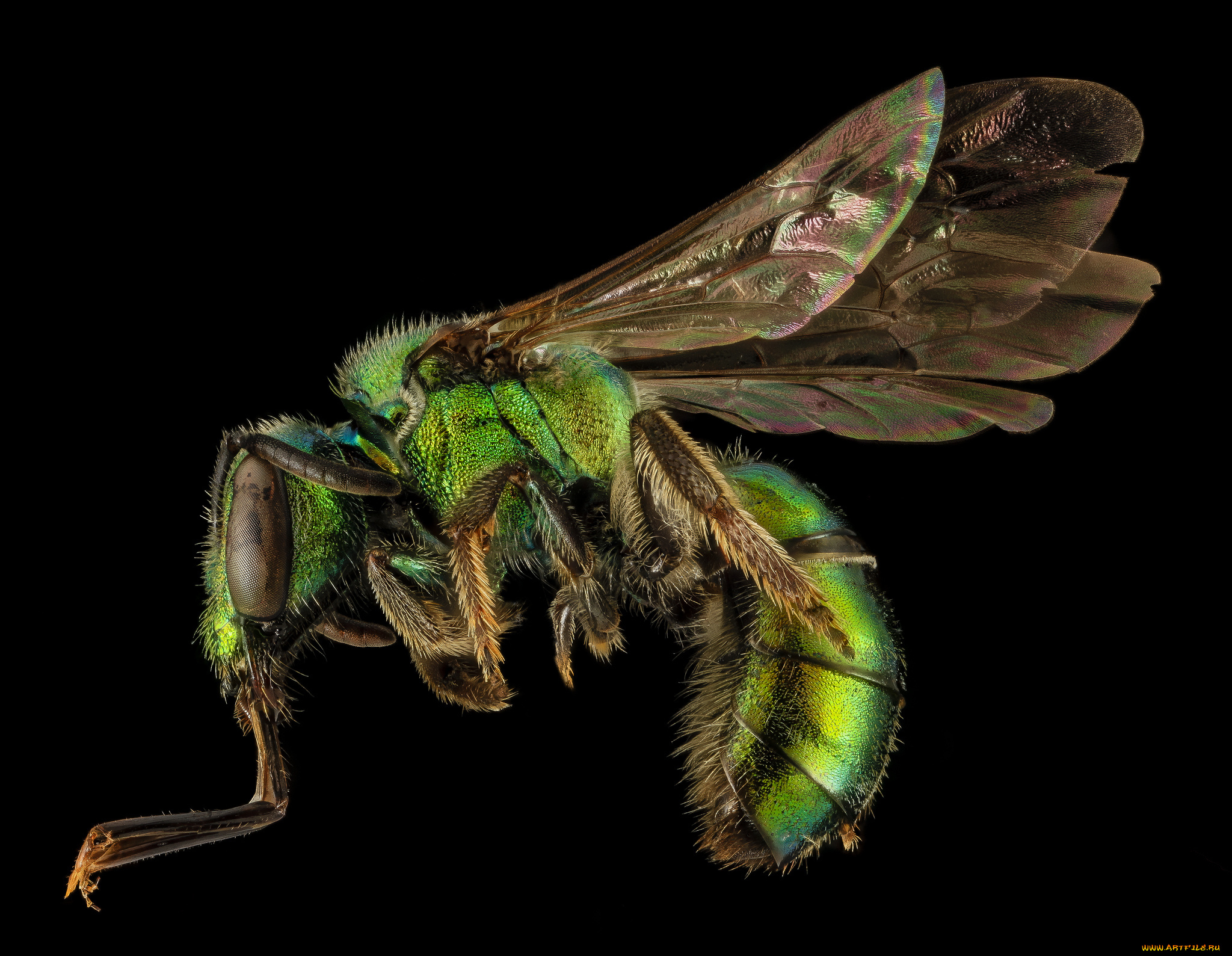 животные, насекомые, макросъемка, насекомое