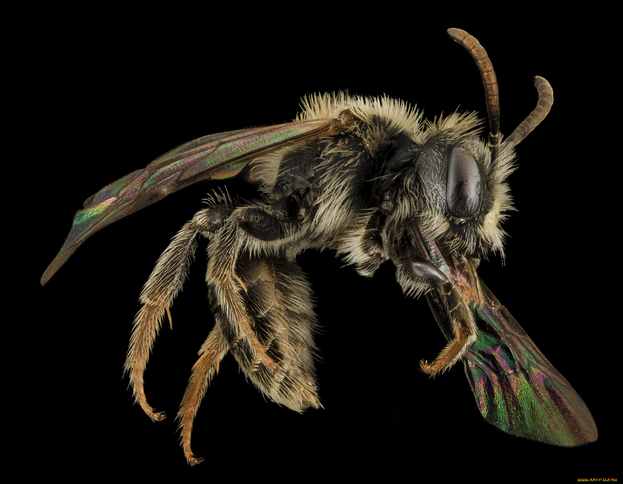 животные, насекомые, макросъемка, насекомое