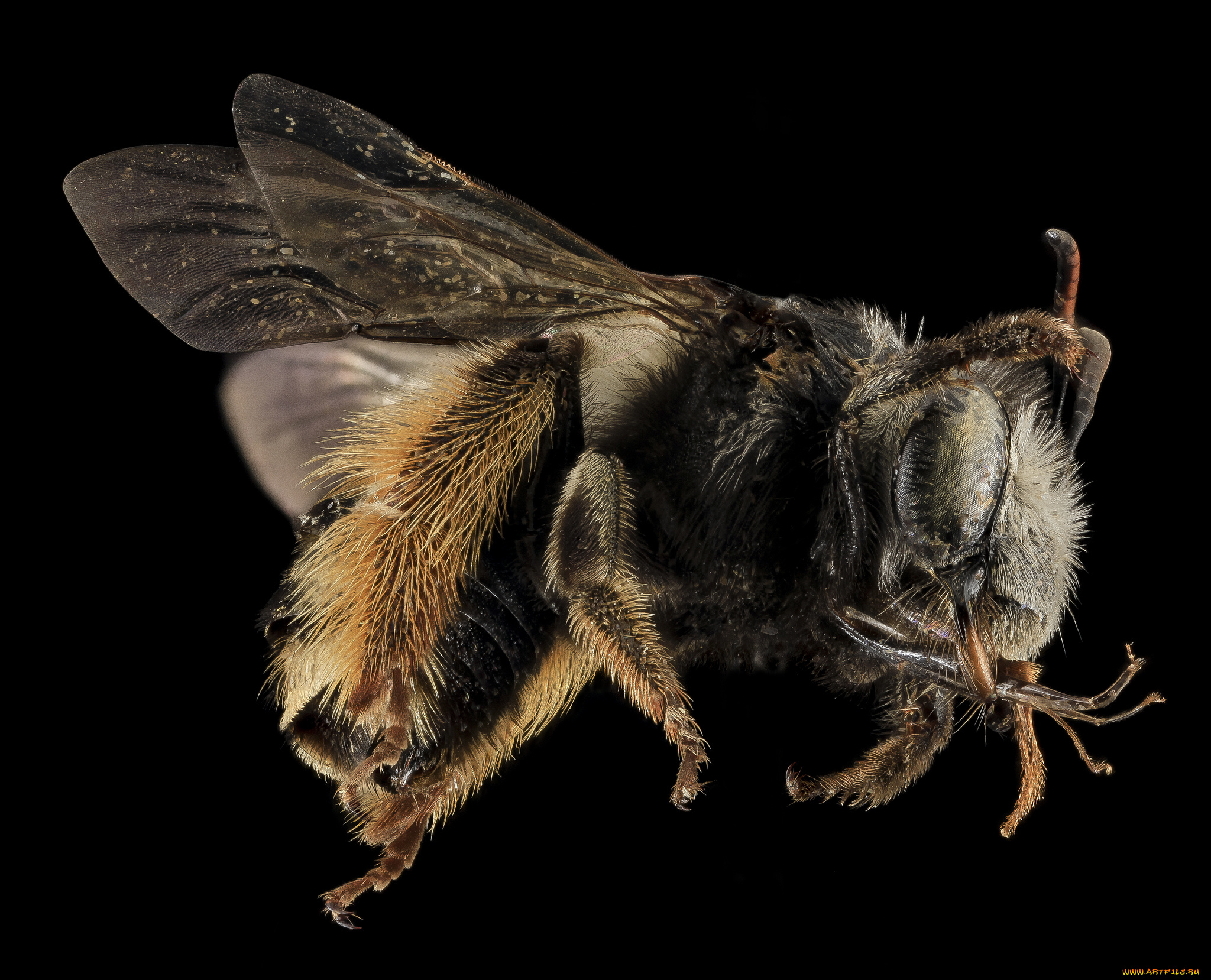 животные, пчелы, , осы, , шмели, макросъемка, насекомое