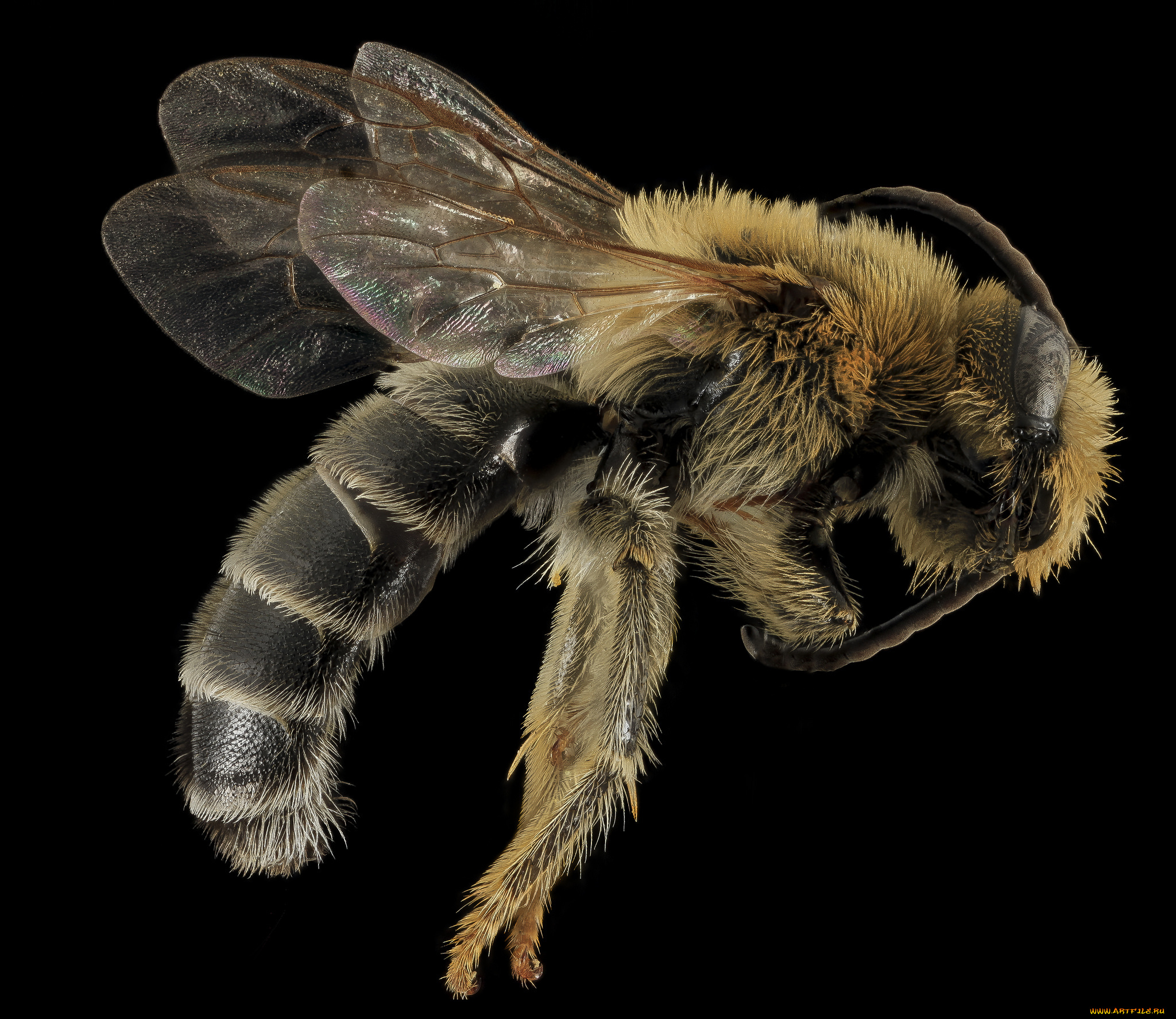 животные, пчелы, , осы, , шмели, макросъемка, насекомое