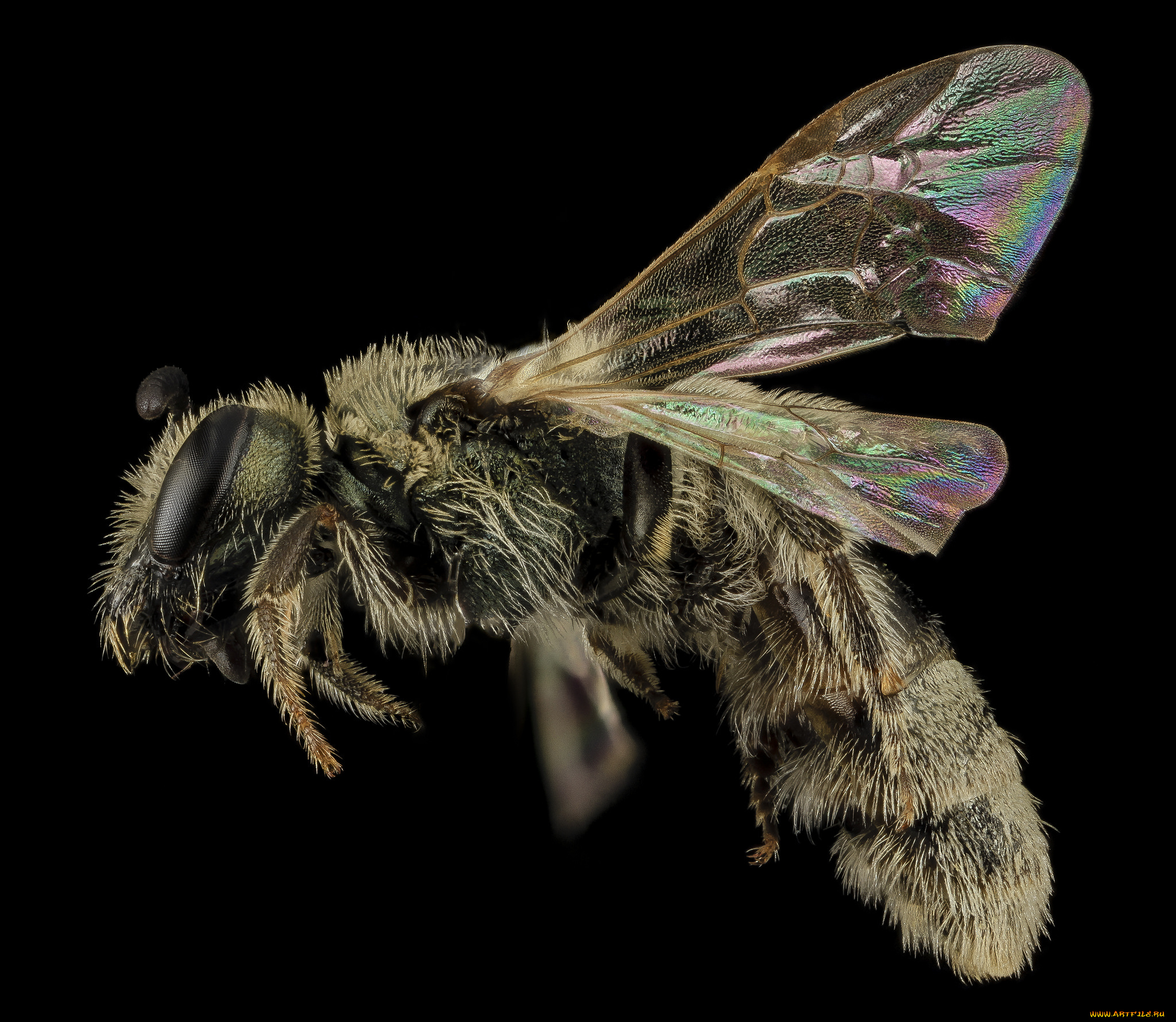 животные, пчелы, , осы, , шмели, насекомое, макросъемка