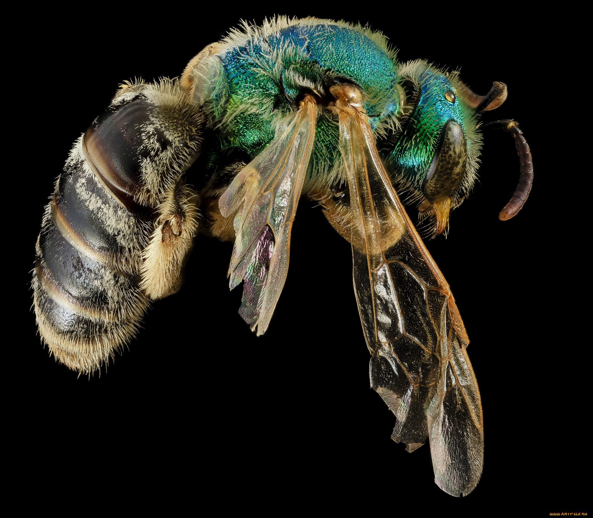 животные, насекомые, макросъемка, насекомое