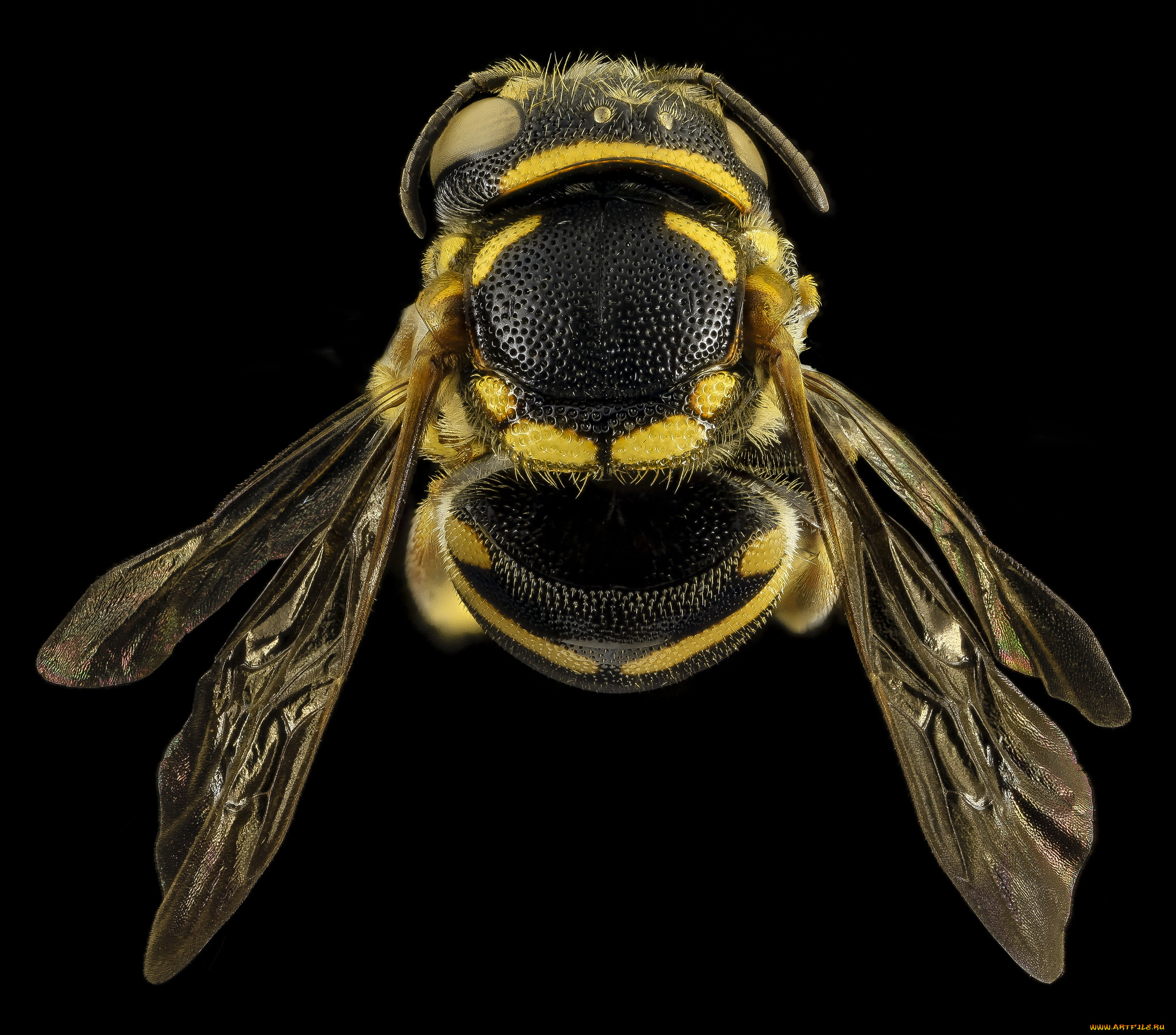 животные, пчелы, , осы, , шмели, насекомое, макросъемка