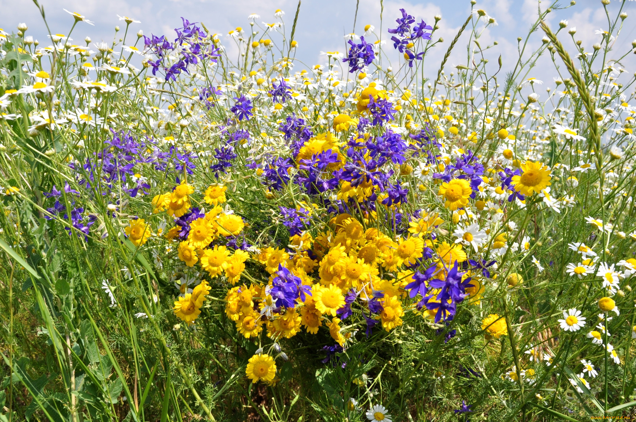 цветы, луговые, , полевые, , цветы, луг