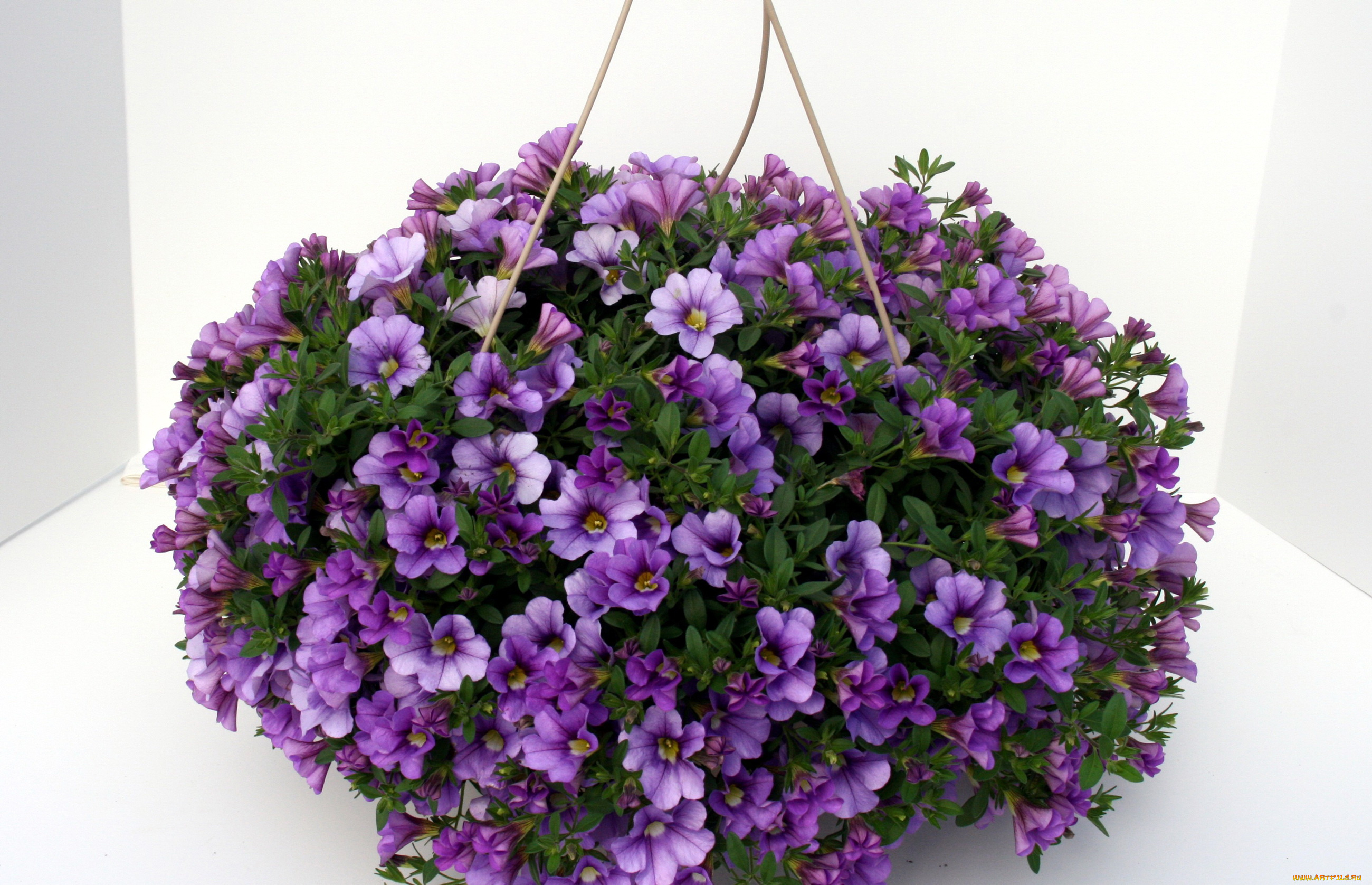 цветы, петунии, , калибрахоа, калибрахоа, петунья, композиция