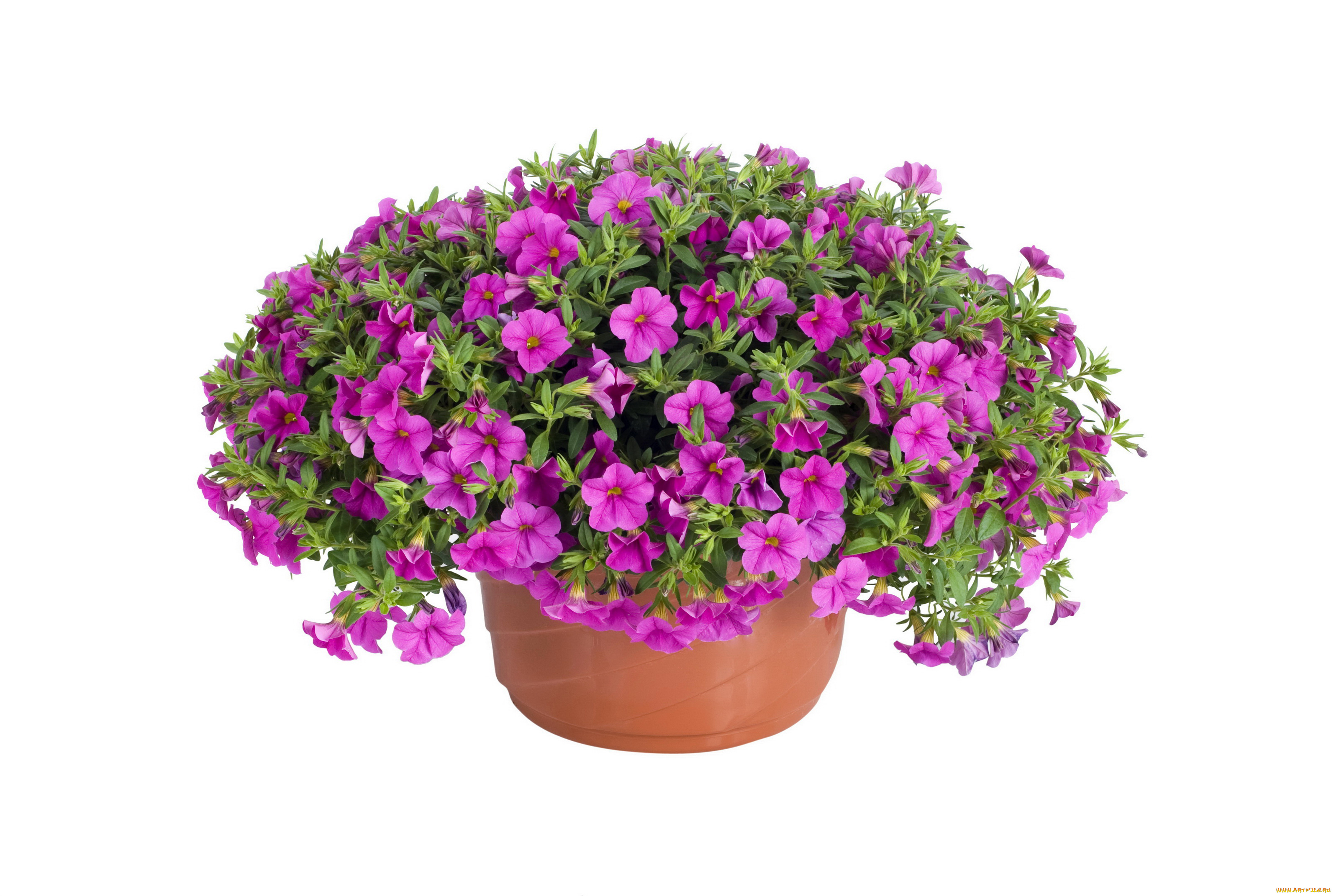 цветы, петунии, , калибрахоа, петунья, калибрахоа