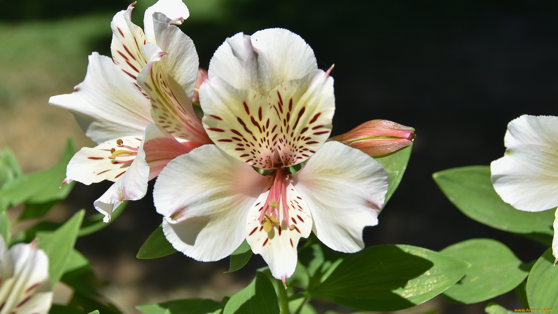 цветы, альстромерия