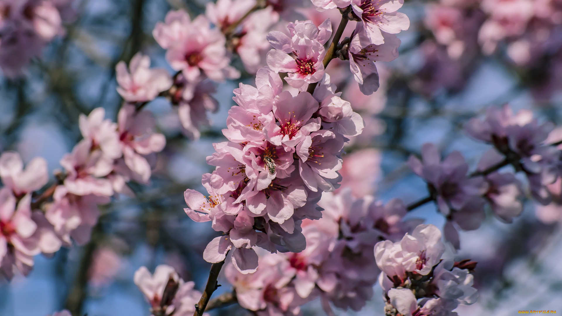 цветы, цветущие, деревья, , , кустарники, дерево, весна, ветки