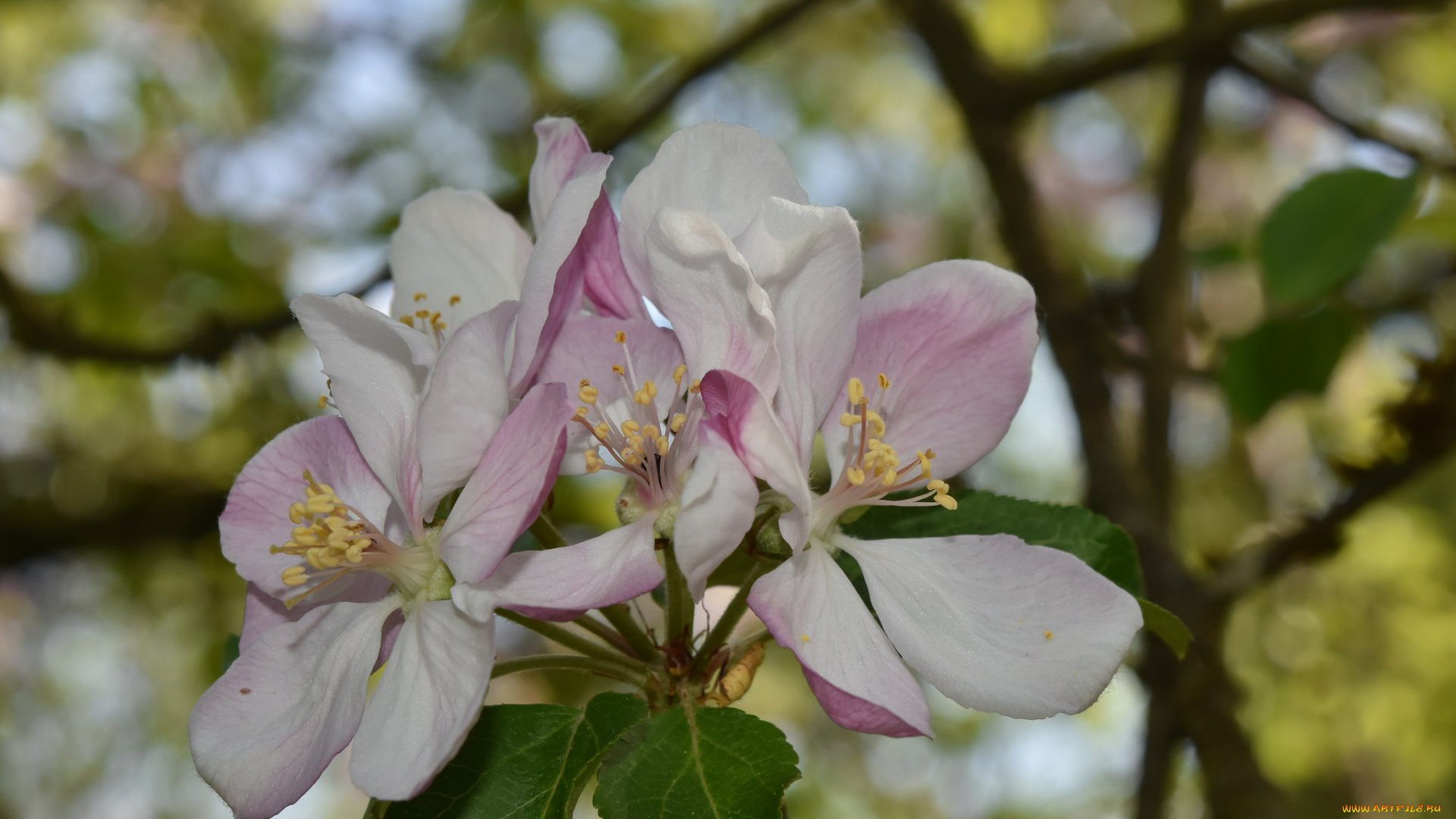 цветы, цветущие, деревья, , , кустарники, весна