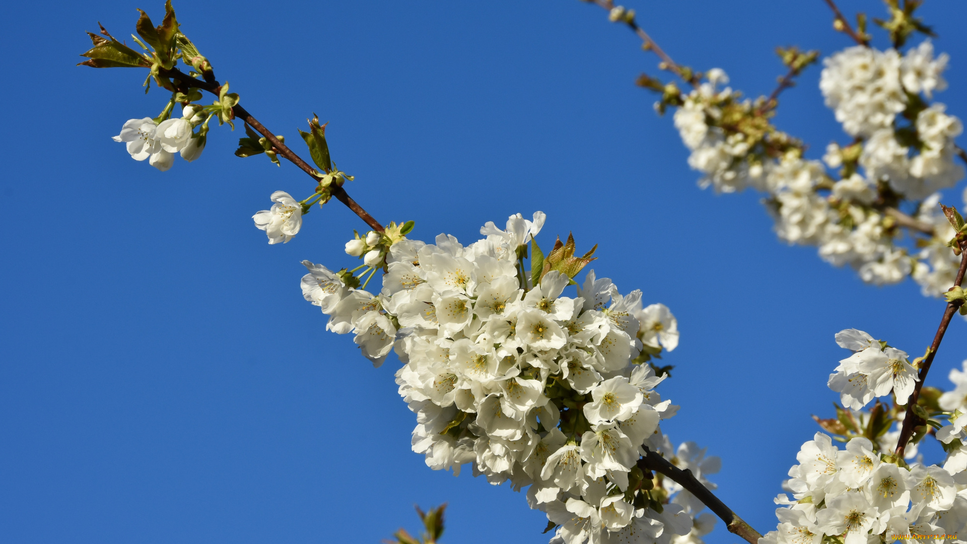 цветы, цветущие, деревья, , , кустарники, весна