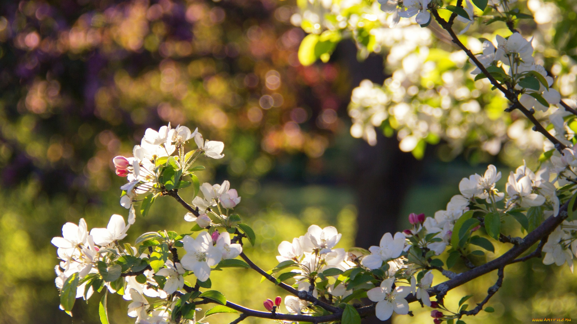 цветы, цветущие, деревья, , , кустарники, весна