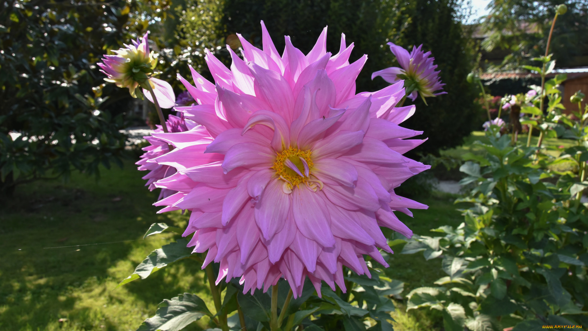 цветы, георгины, георгина