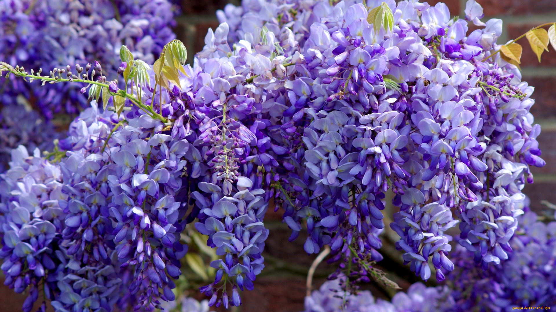 цветы, глициния, флора, сиреневые, сад