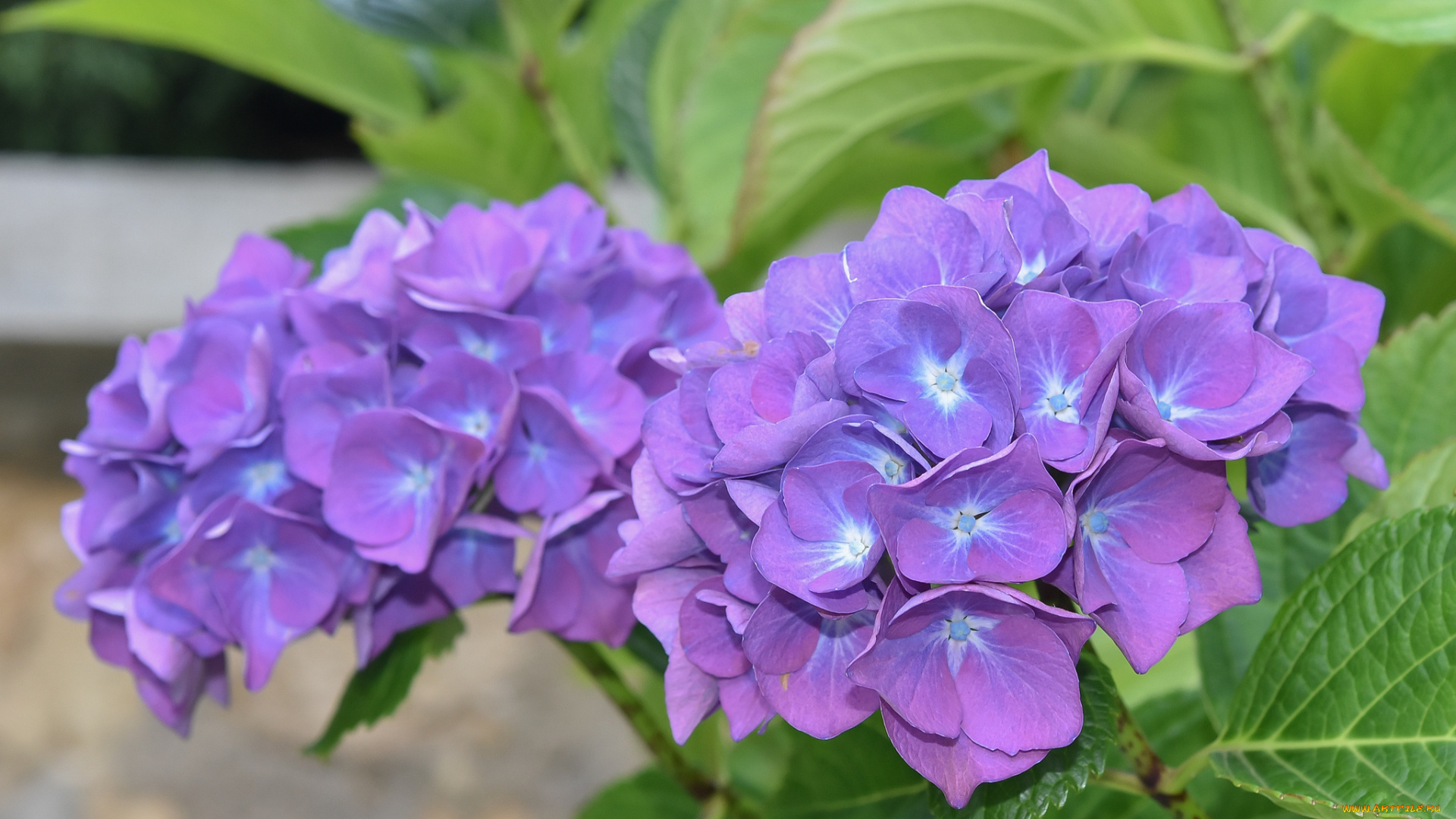 цветы, гортензия