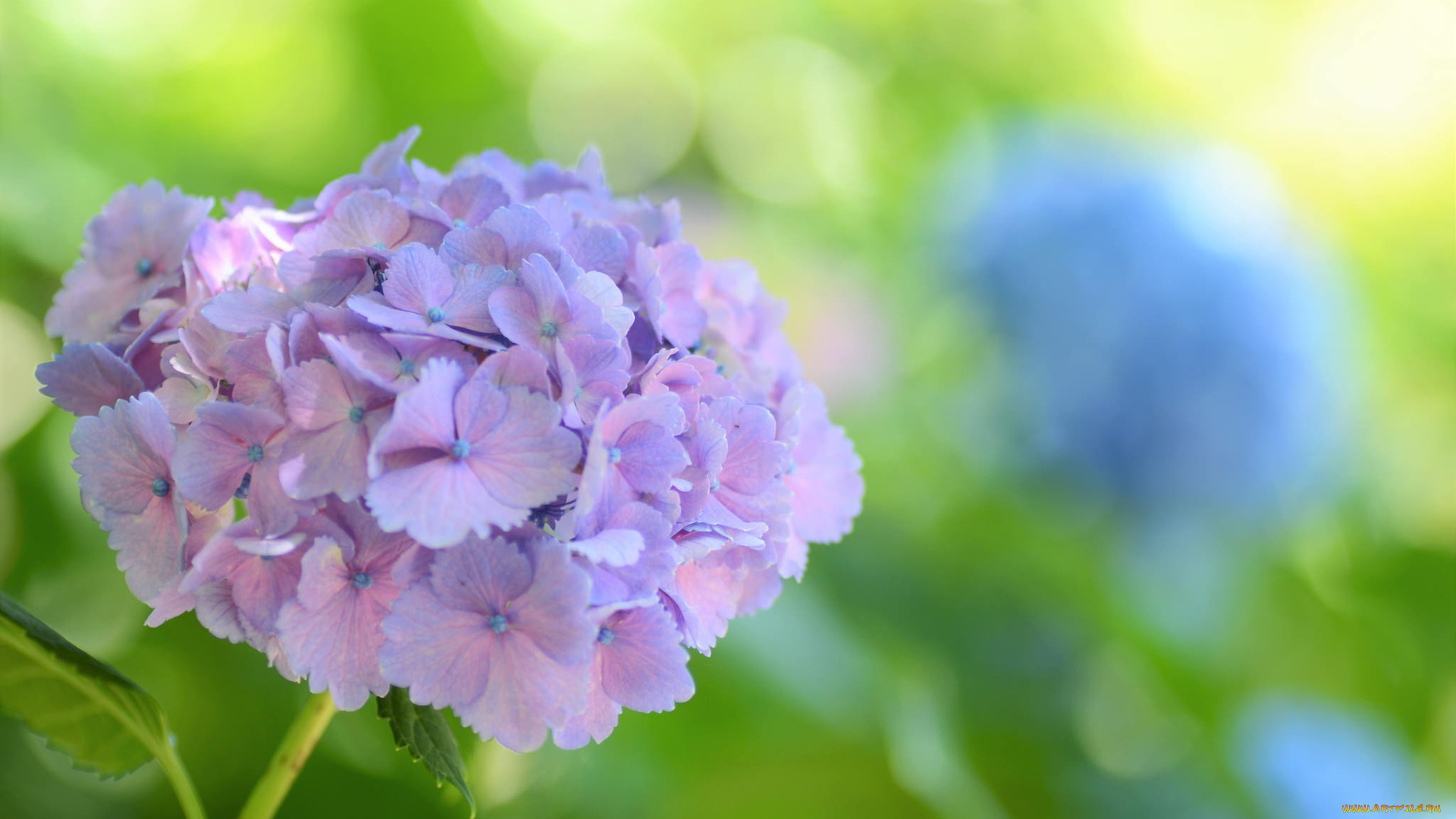 цветы, гортензия