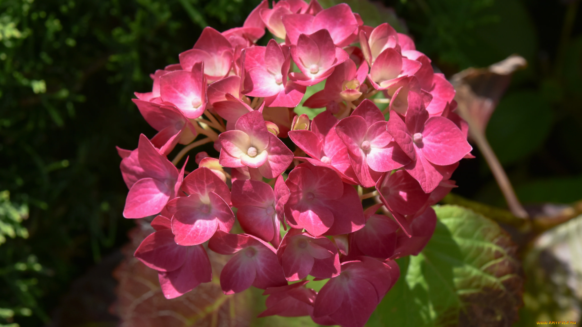 цветы, гортензия, розовая, цветение