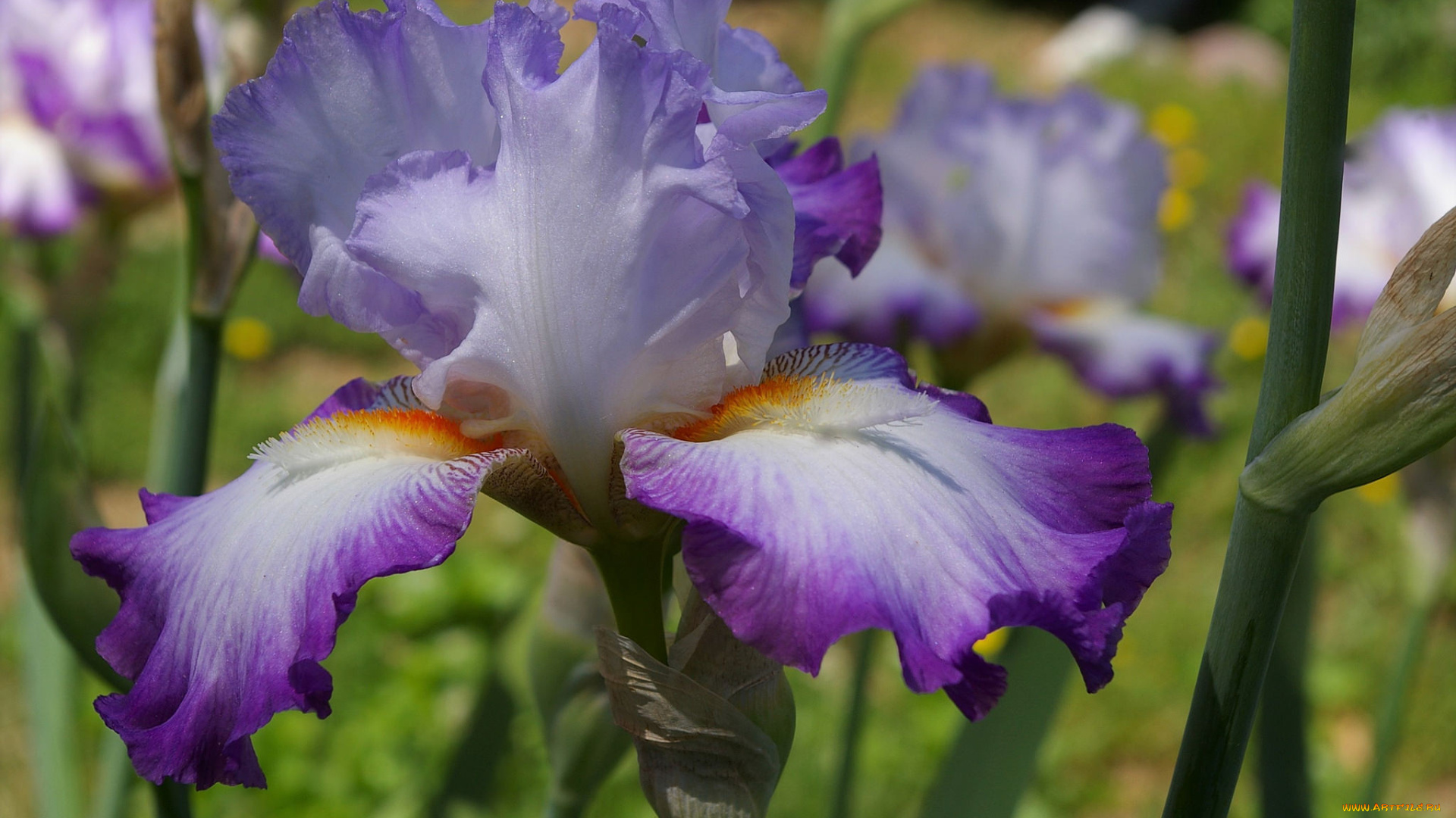 цветы, ирисы, цветение, ирис, лето