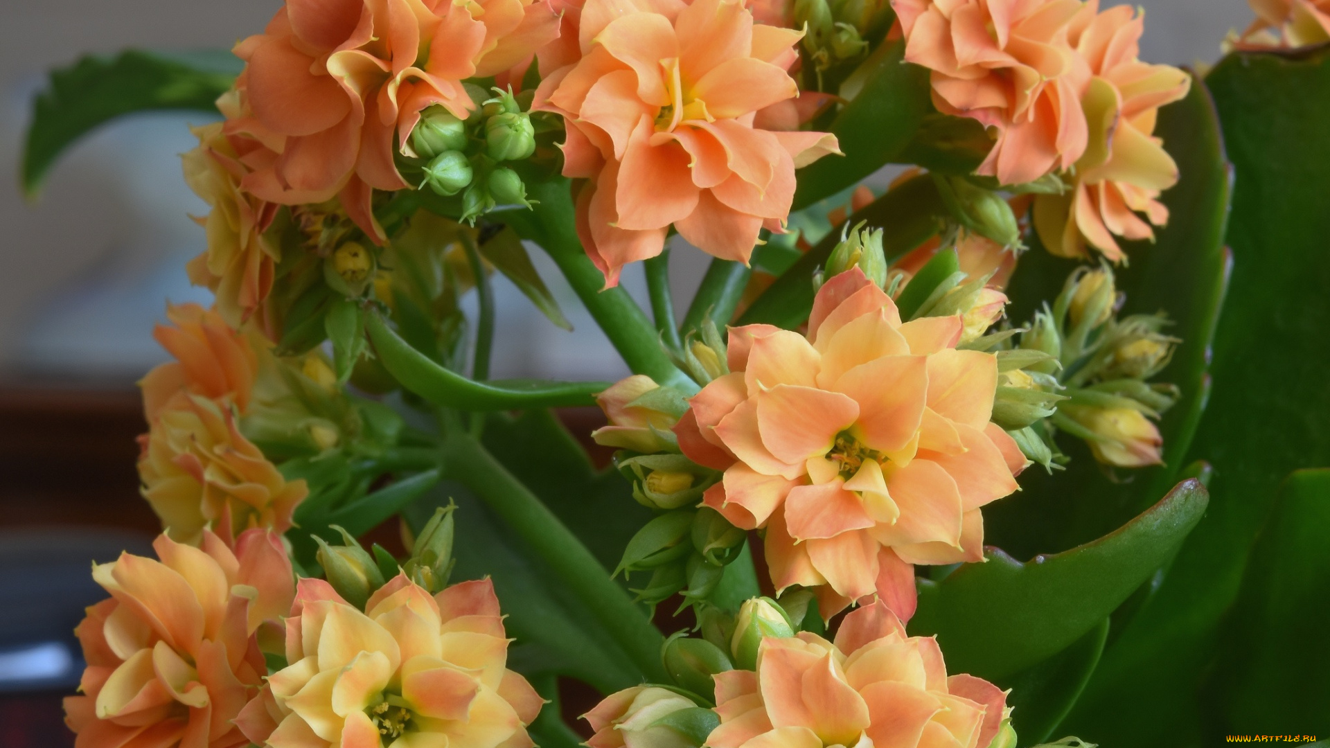 цветы, кактусы