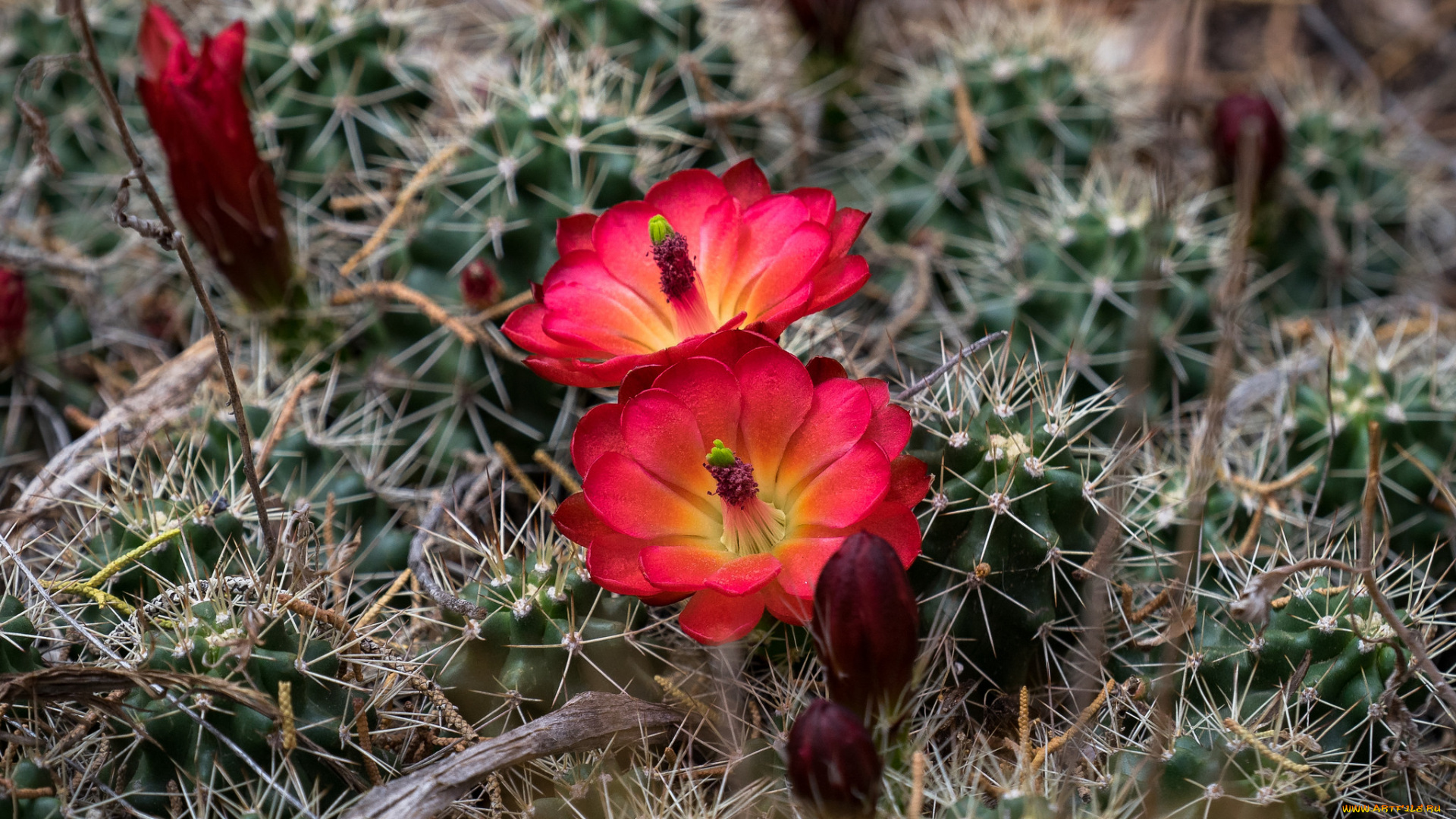 цветы, кактусы, лето, цветок, кактус
