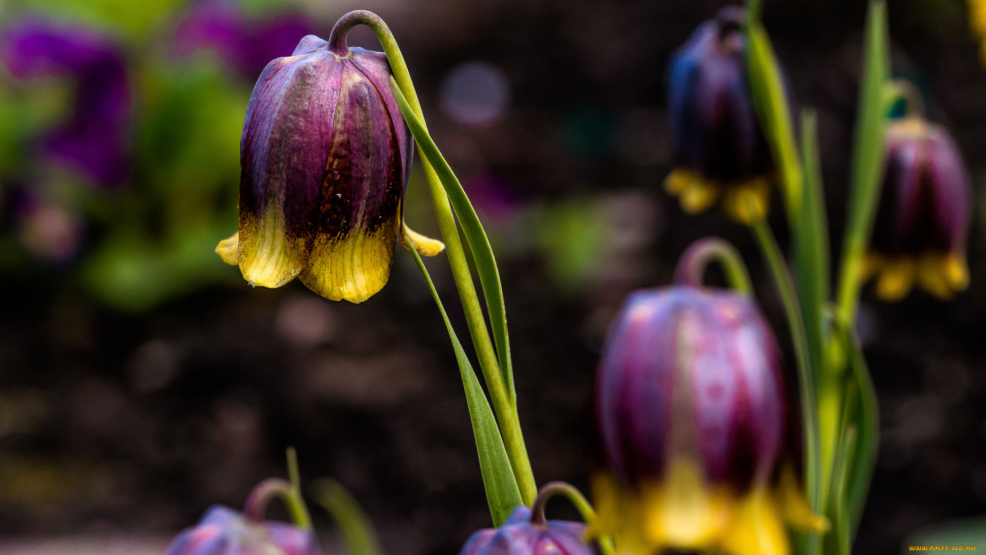 цветы, колокольчики