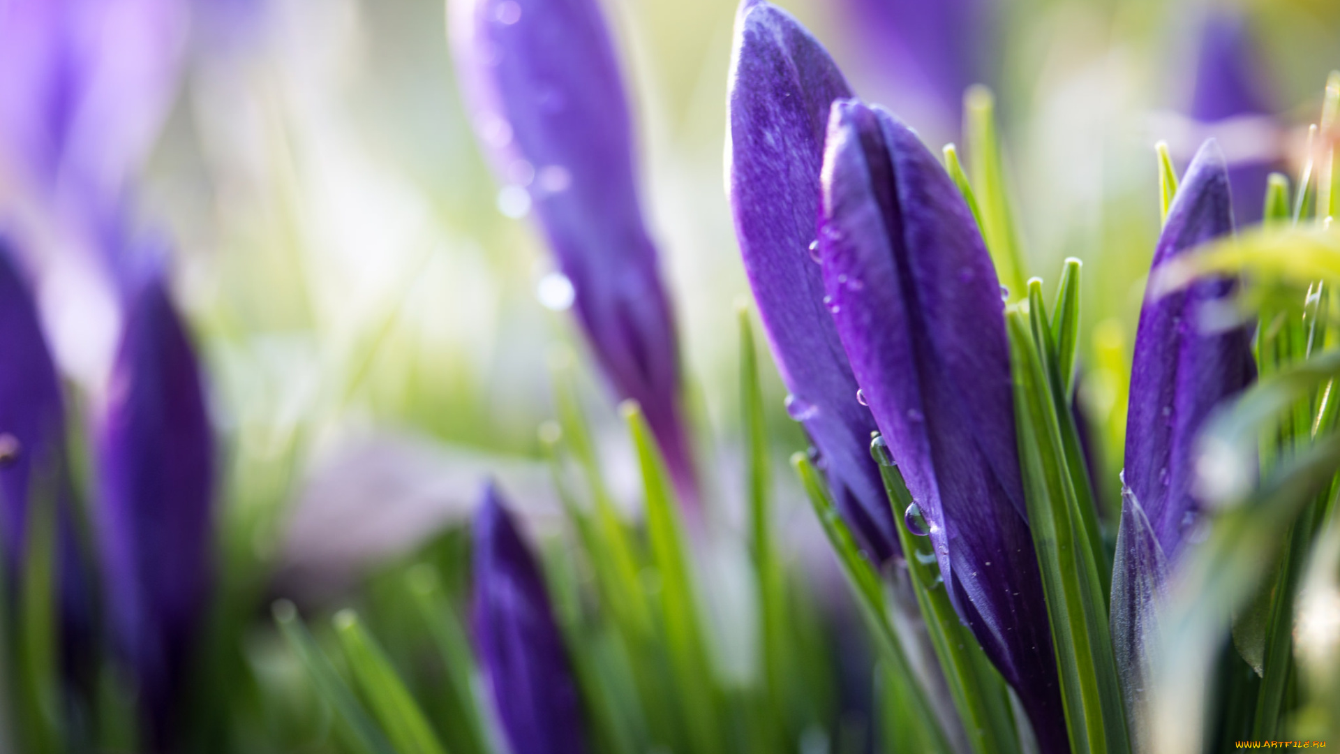 цветы, крокусы, весна, листики, травка, цветение, кустики, лес