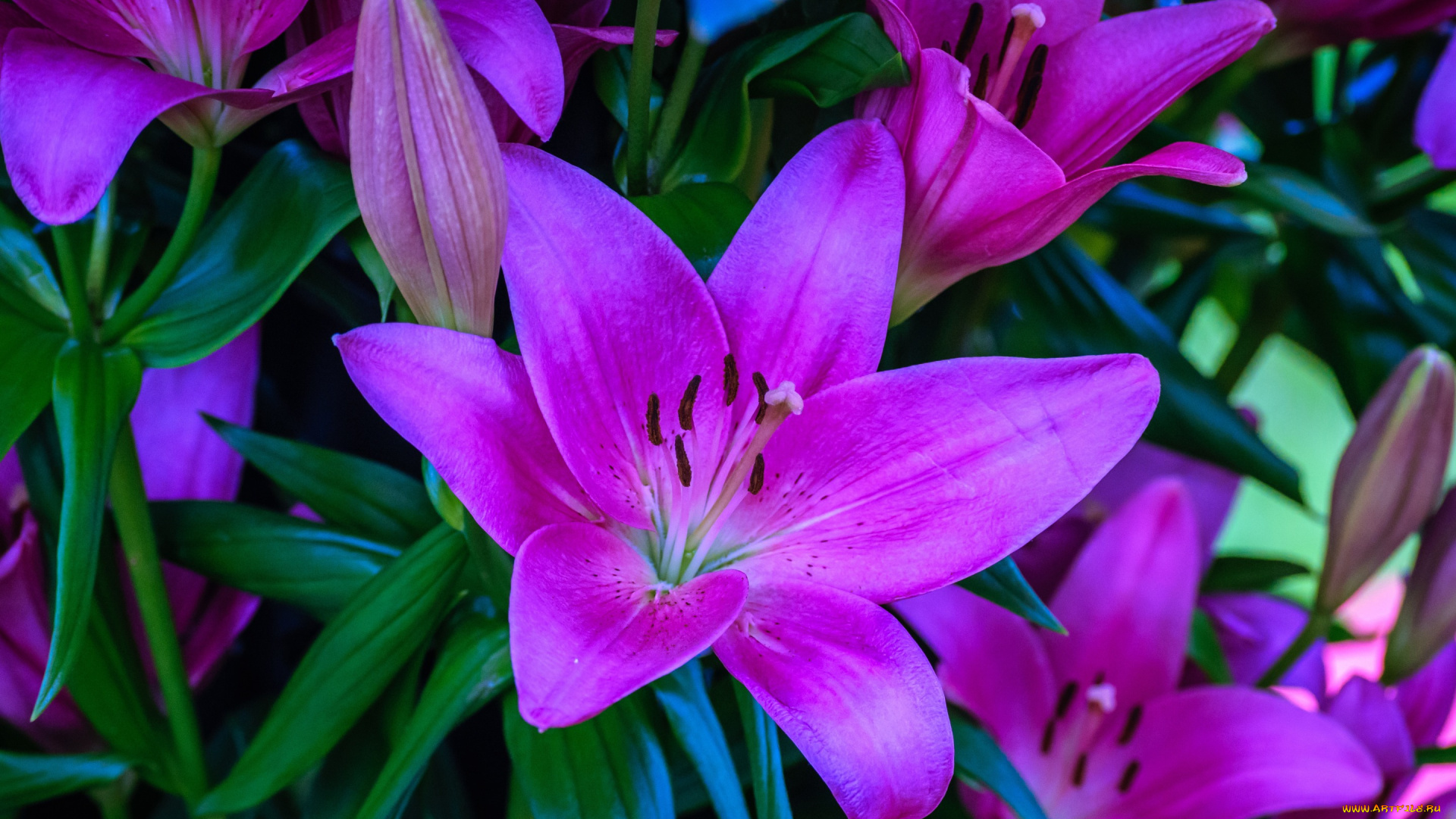 цветы, лилии, , лилейники, лепестки, тычинки, листья, флора, цветок