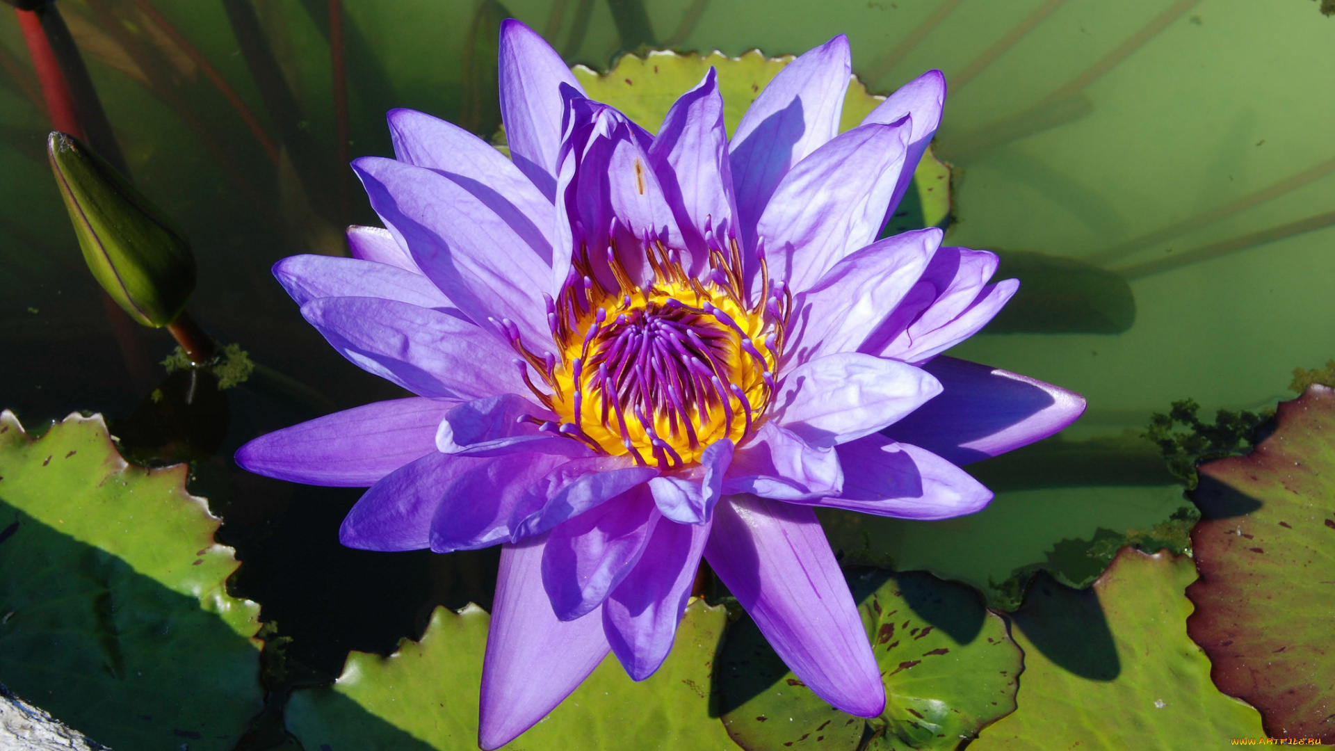 цветы, лилии, водяные, , нимфеи, , кувшинки, цветок