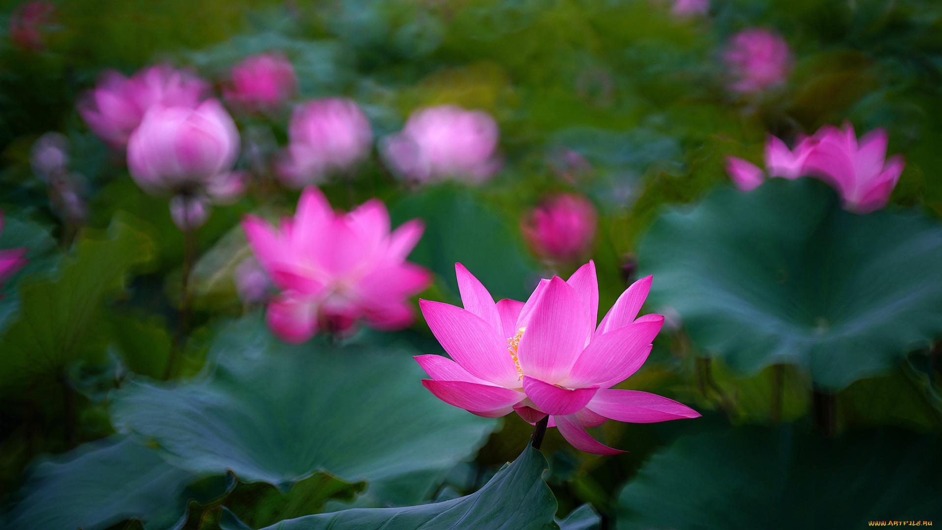 цветы, лотосы, лотос, красиво, лепестки, листок, боке