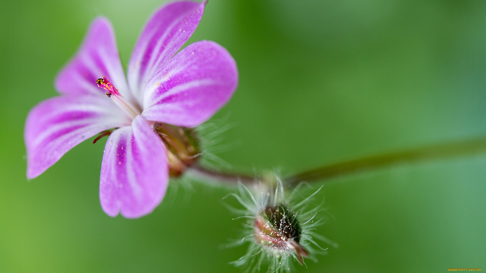 цветы, луговые, , полевые, , цветы, макро
