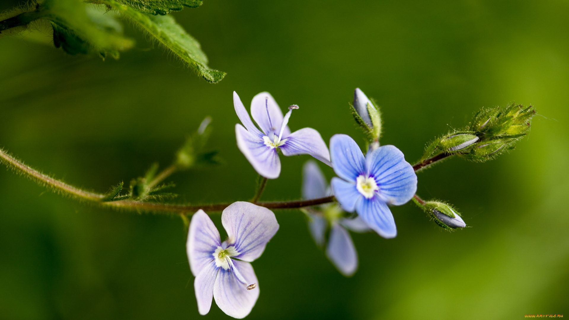 цветы, луговые, , полевые, , цветы, макро