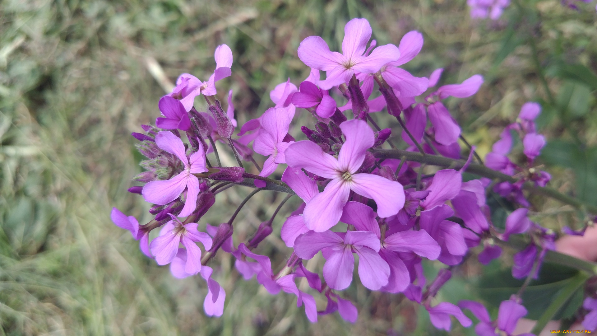 цветы, луговые, , полевые, , цветы, сиреневые