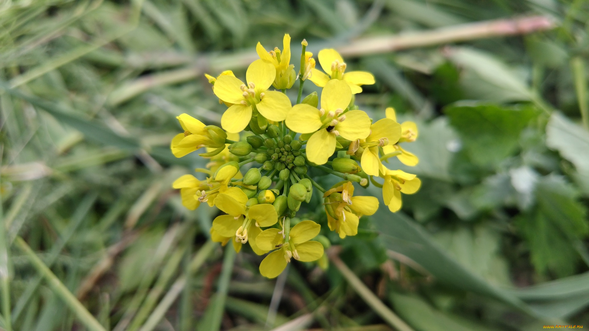 цветы, луговые, , полевые, , цветы, жёлтые