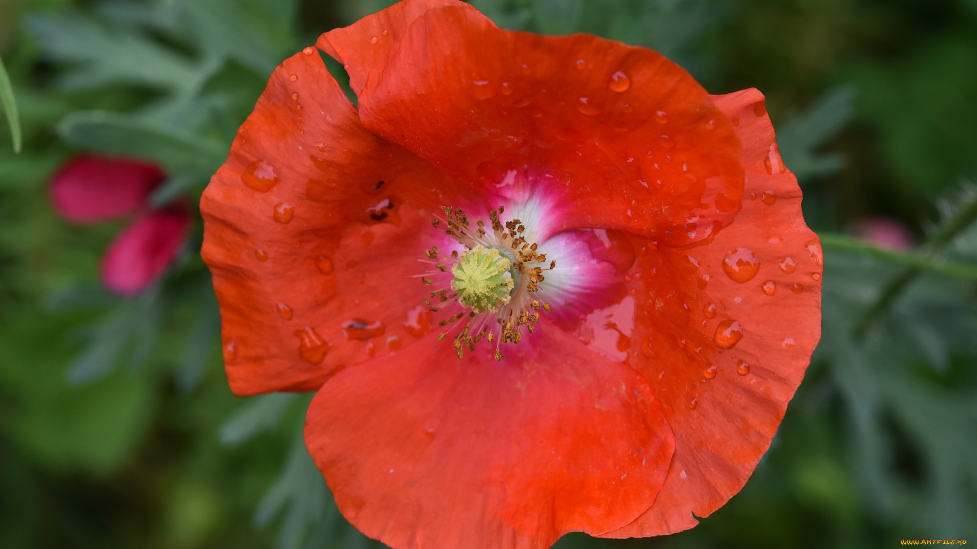 цветы, маки, красный