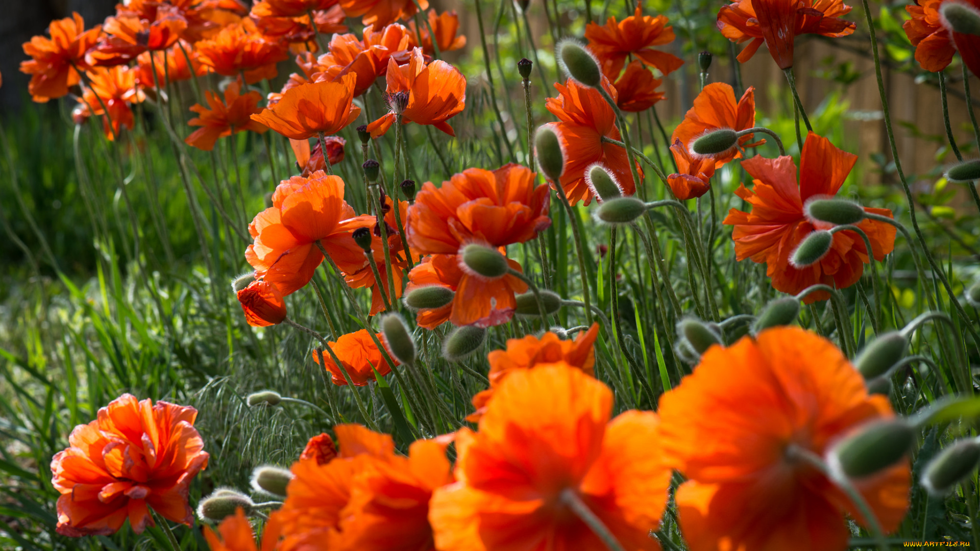 цветы, маки, лето, поле