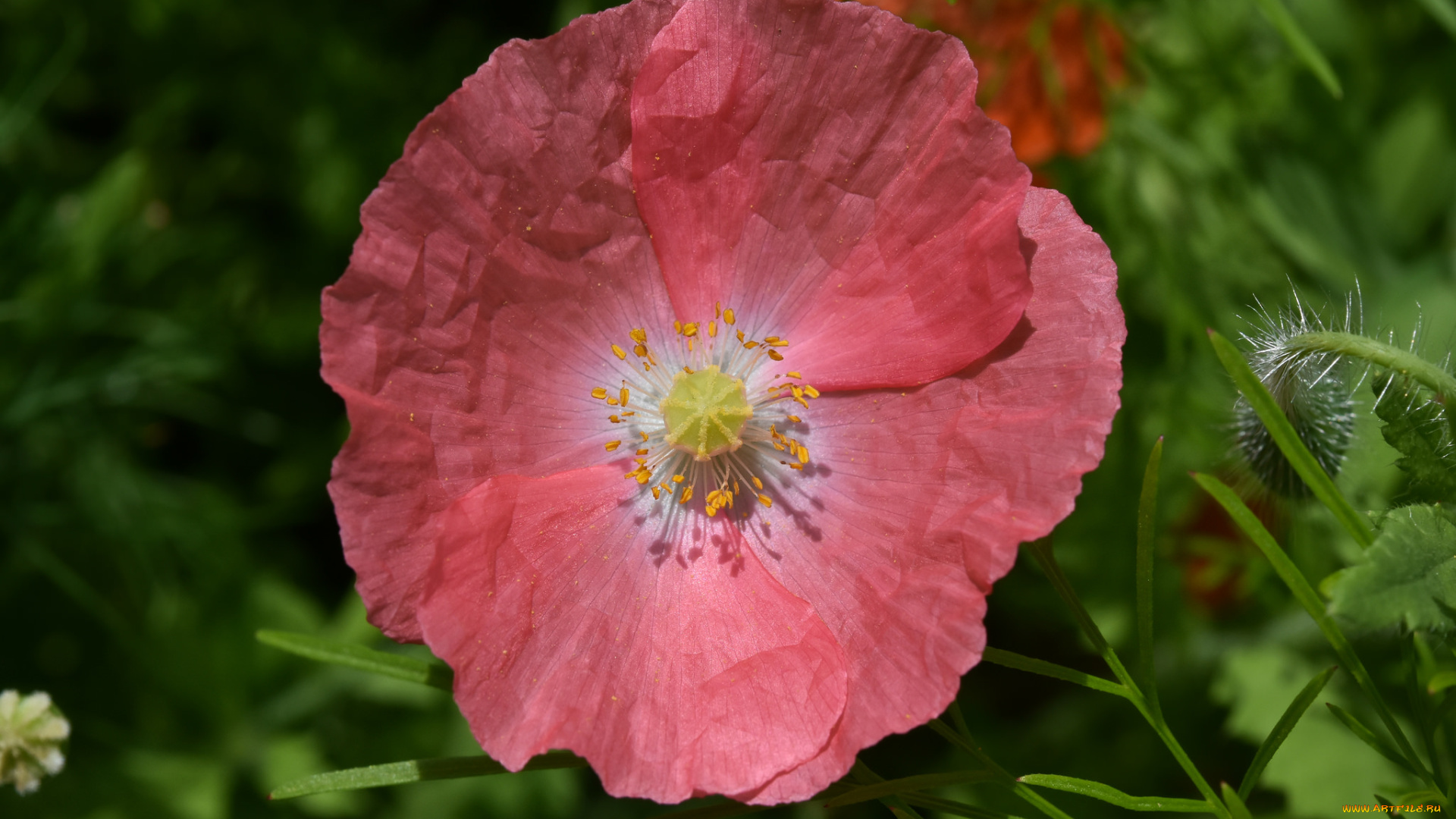 цветы, маки, розовый