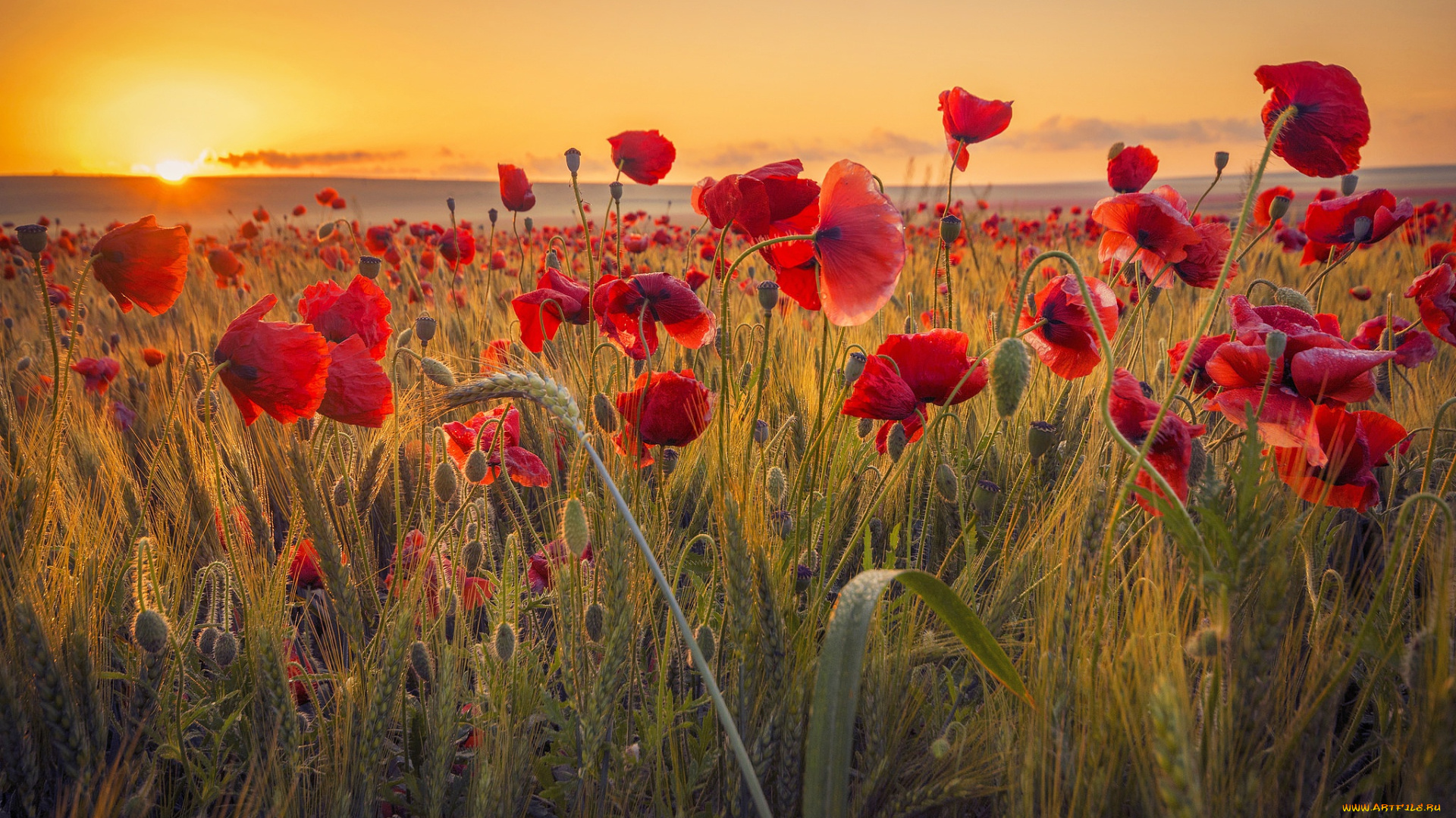 цветы, маки, закат, солнце, поле, природа