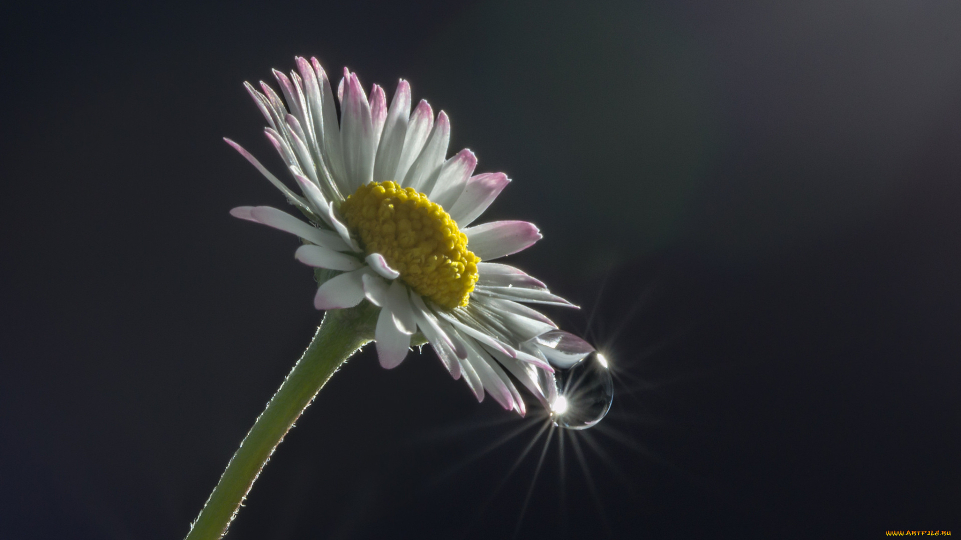 цветы, маргаритки, маргаритка