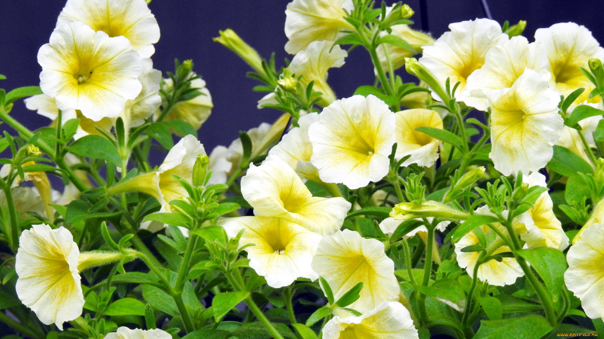 цветы, петунии, , калибрахоа, сурфинии