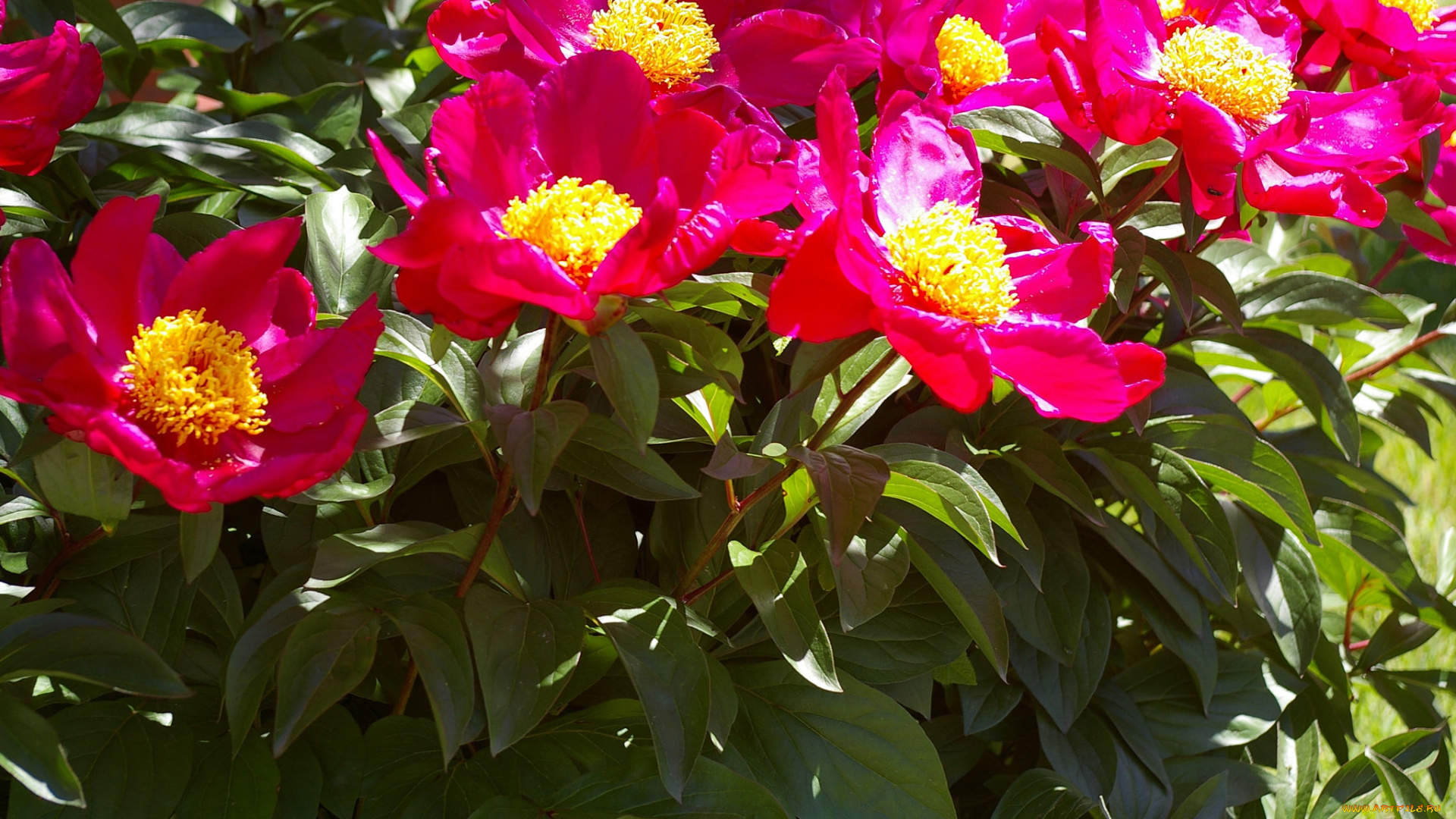 цветы, пионы, цветение, пион