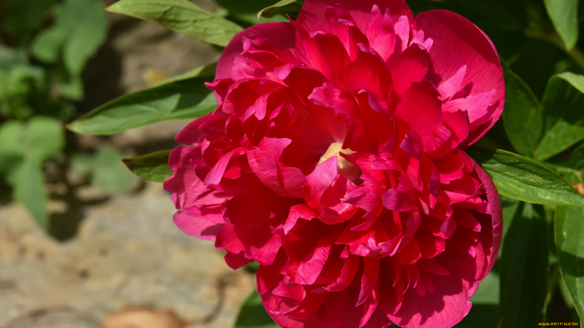 цветы, пионы, красный