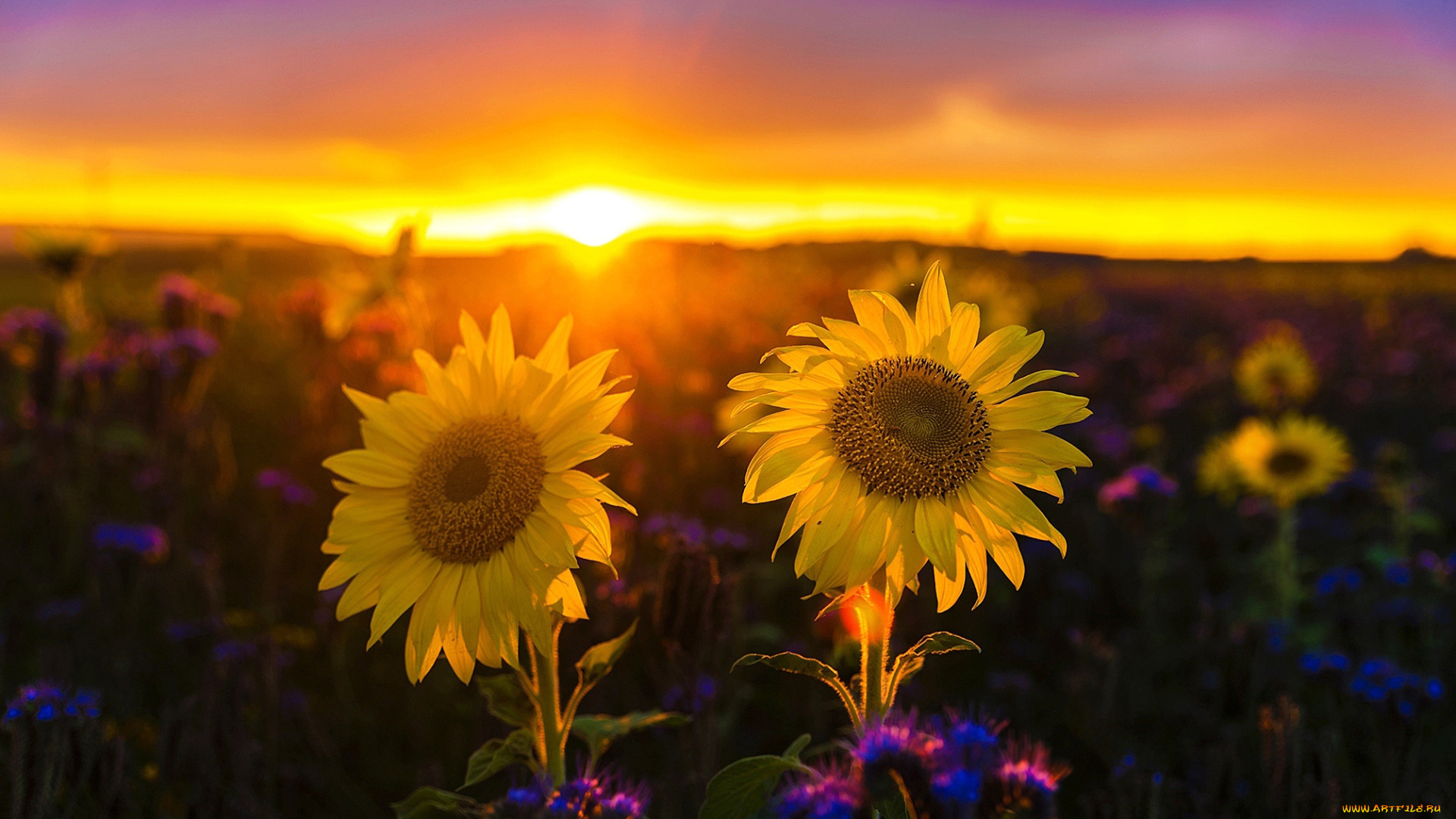 цветы, подсолнухи, закат, боке, желтые, солнце, небо, поле