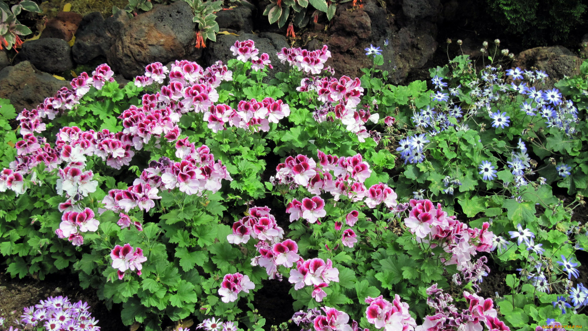 цветы, разные, вместе, герань