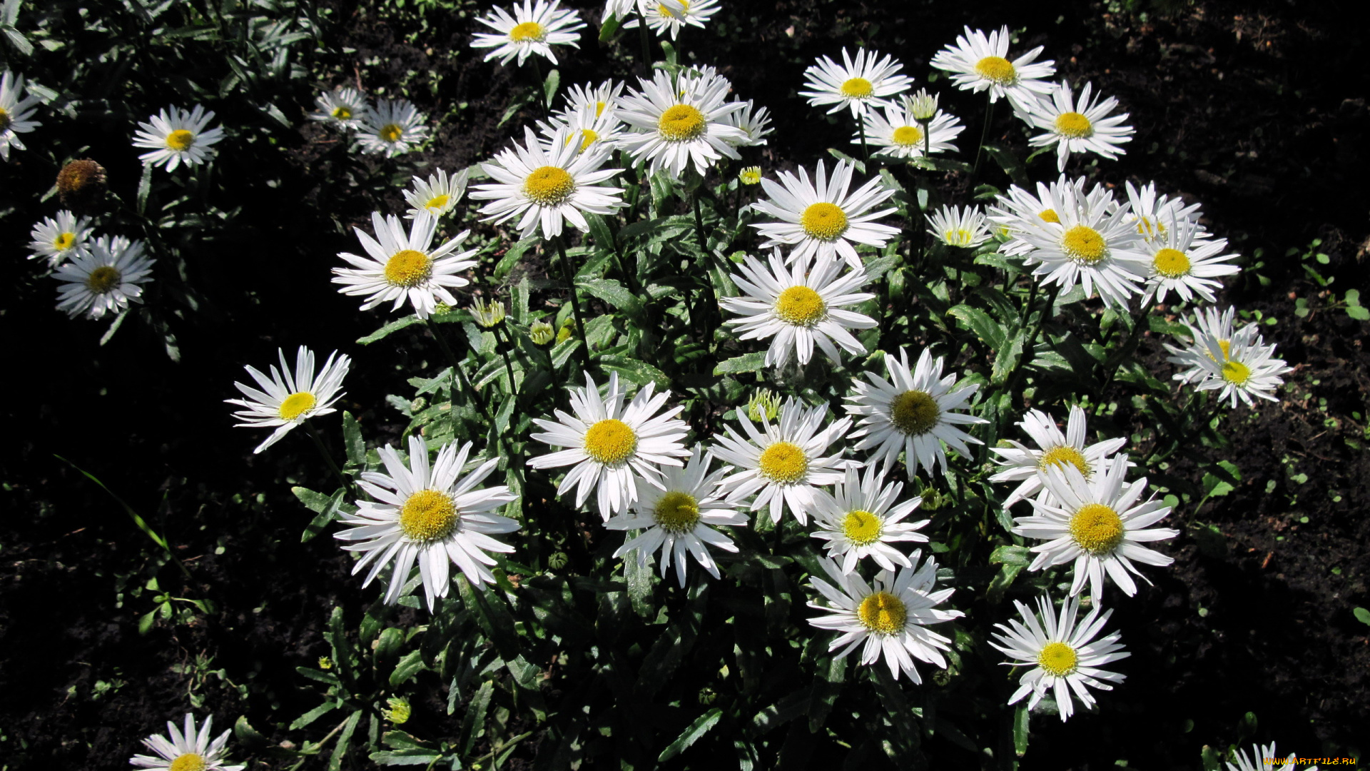 цветы, ромашки, белый