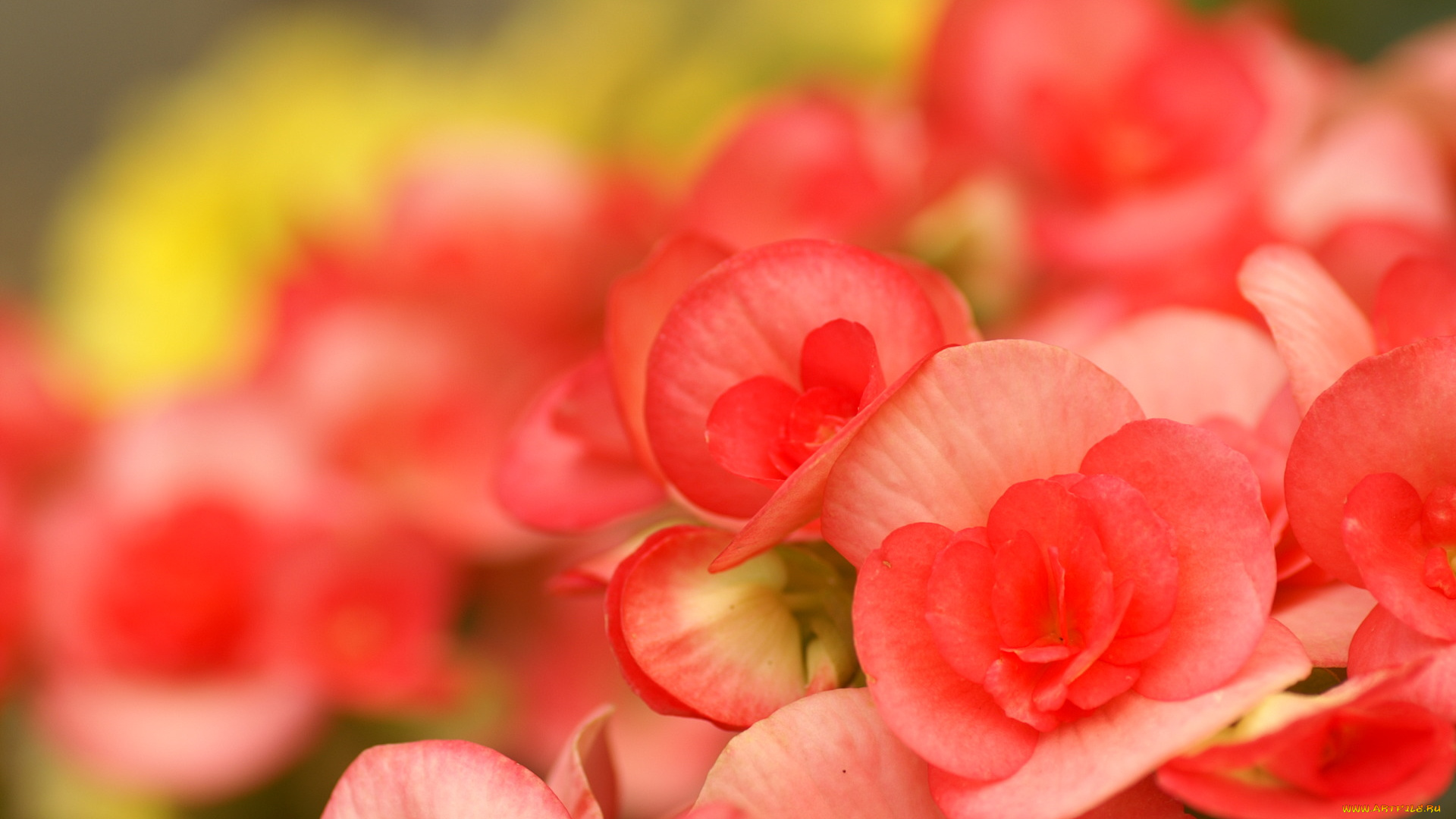 цветы, розовые, соцветие