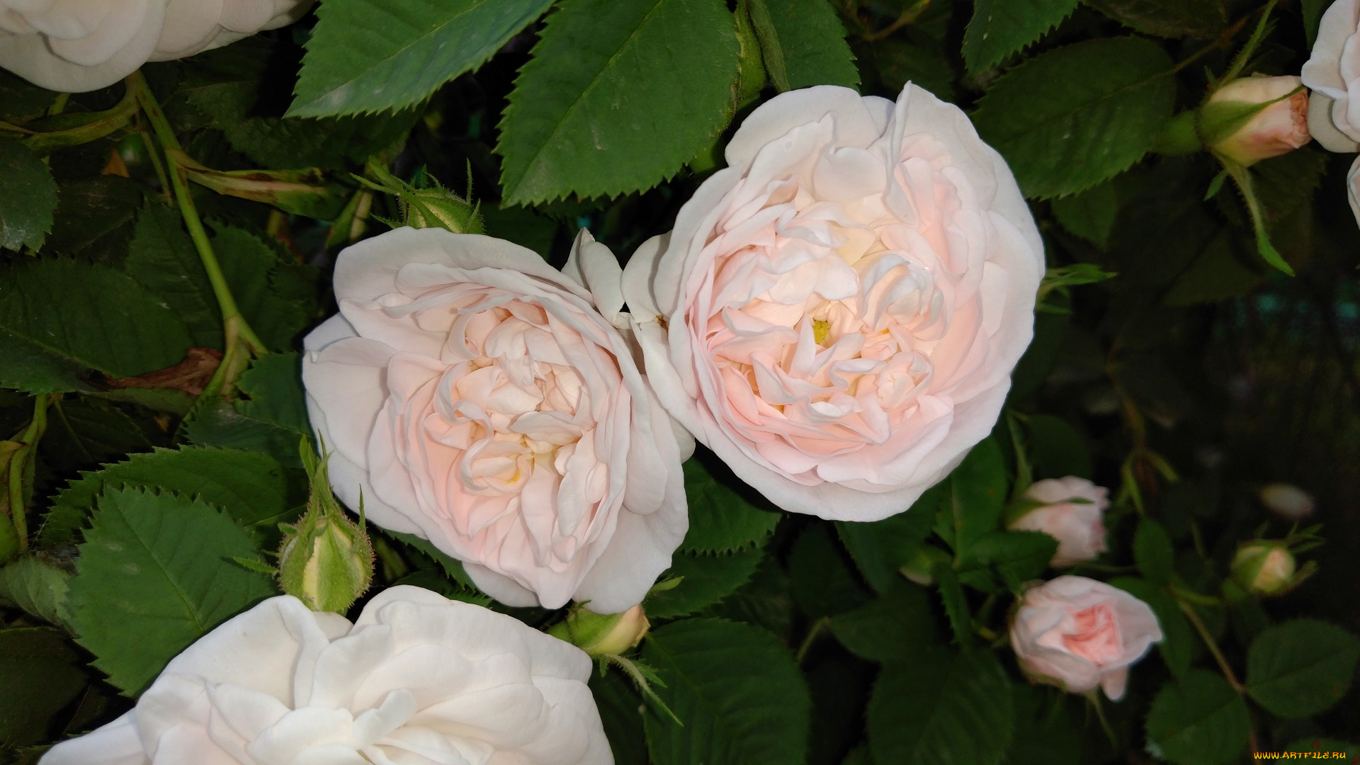 цветы, розы