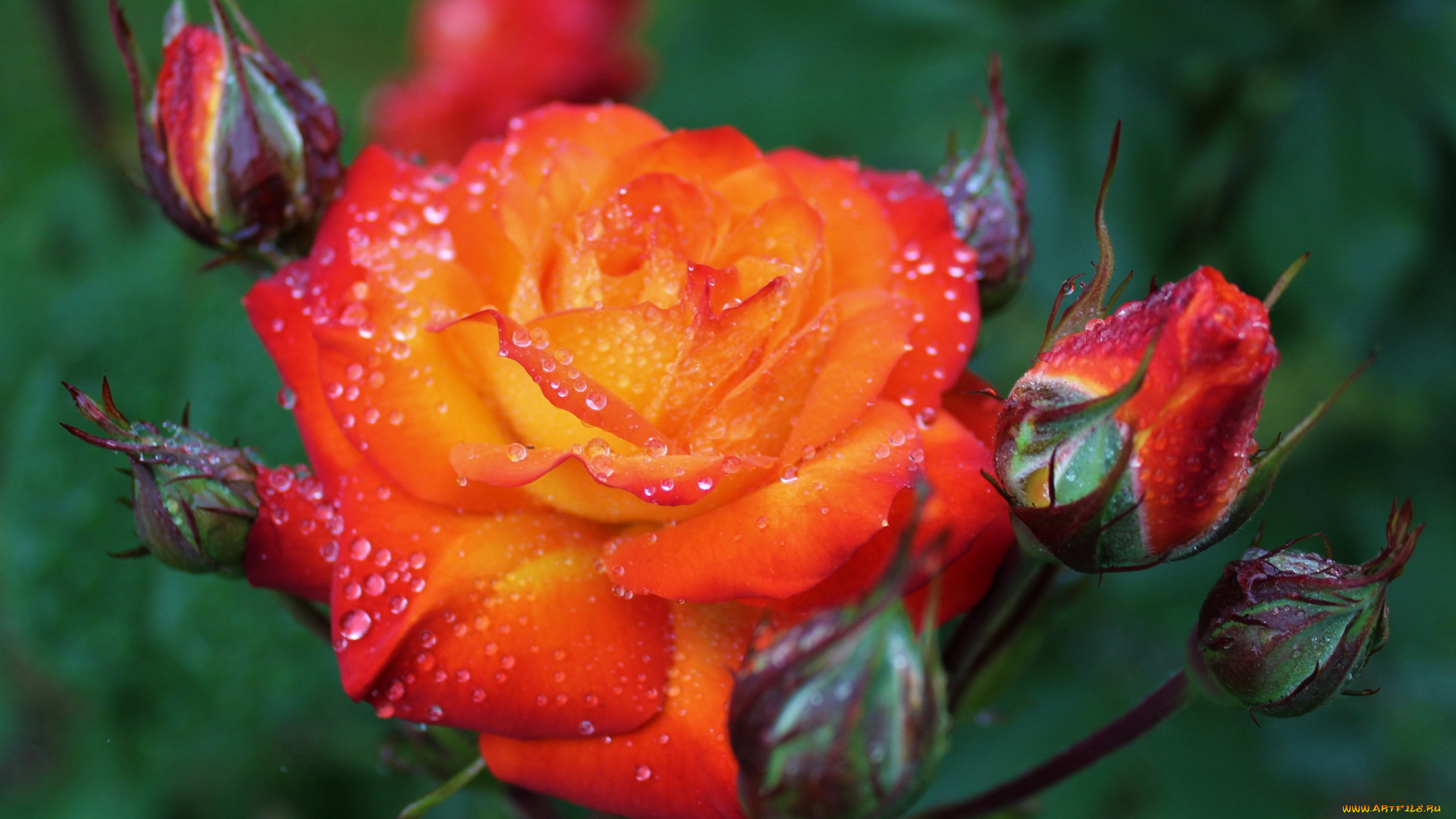 цветы, розы, бутоны, макро, капли