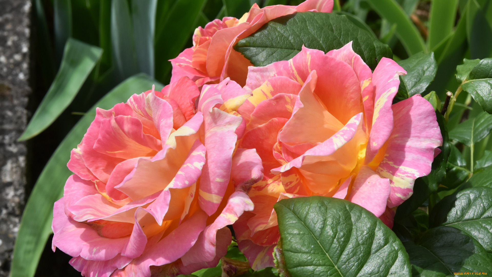 цветы, розы, бутоны, розовый